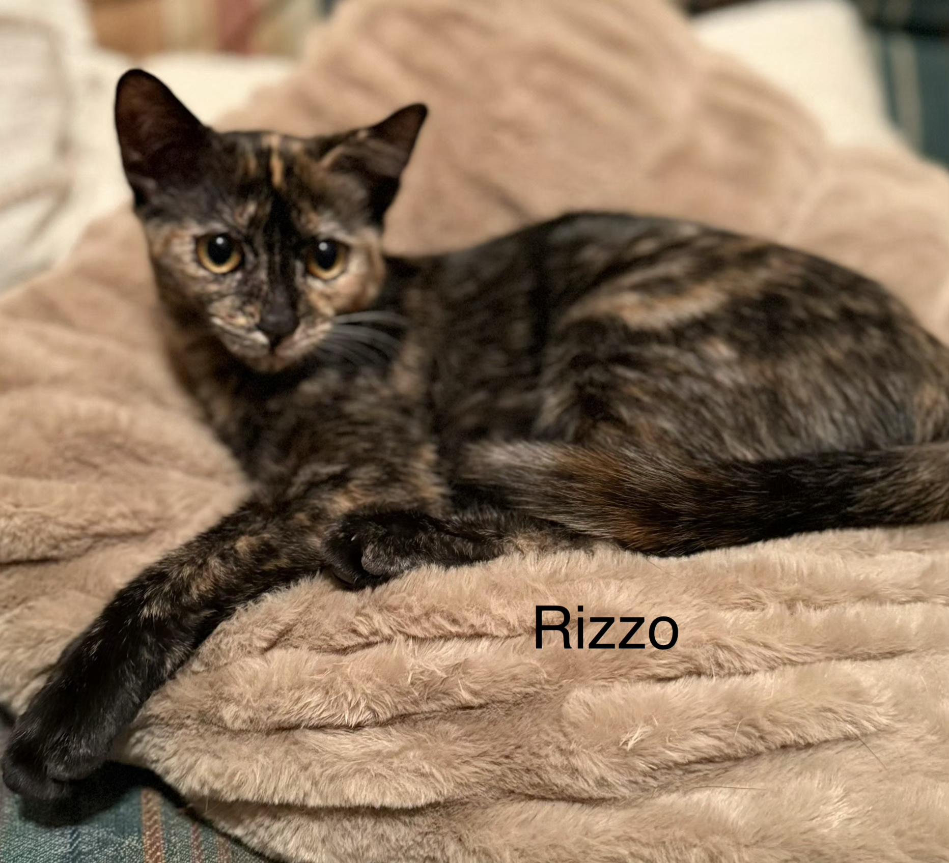 Rizzo (siblings are Danny, Sandy & Frenchie), Adoptable, Kitten Female Tortoiseshell.