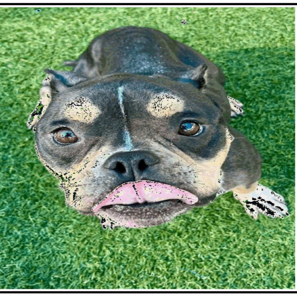 Apple, Adoptable, Adult Female Mixed Breed.