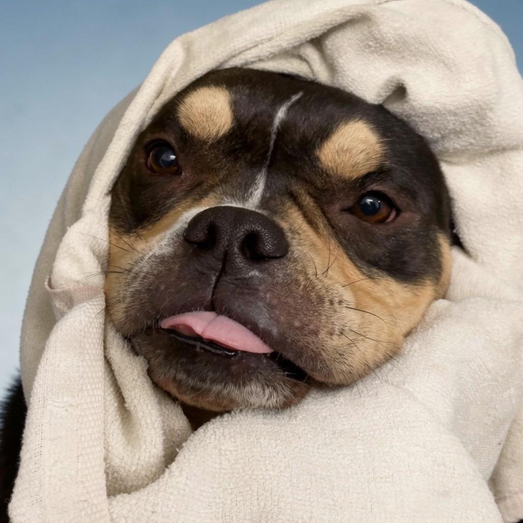 Apple, Adoptable, Adult Female Mixed Breed.