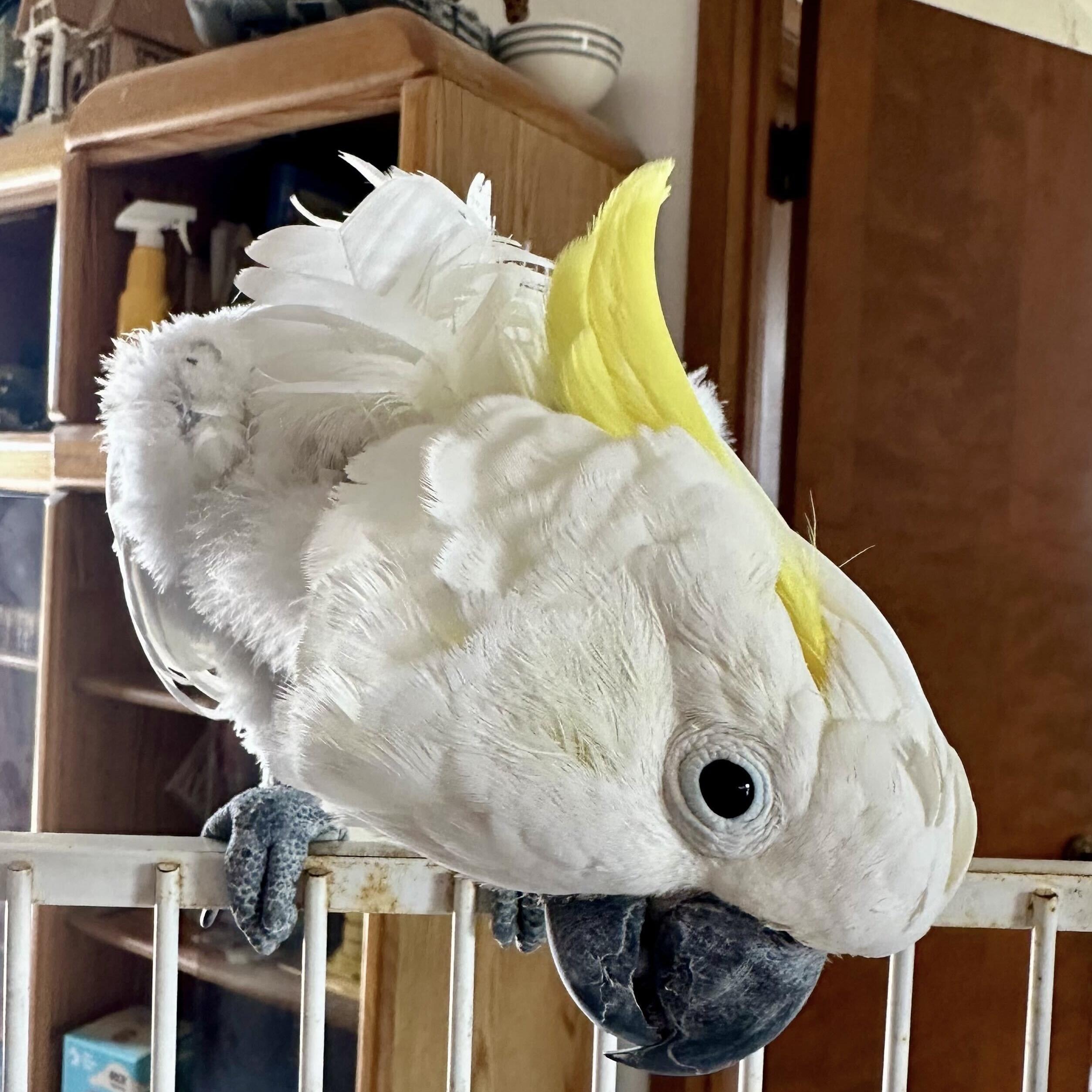 Enlarge Gossamer, a Adoptable Cockatoo in San Diego, CA image 5/5