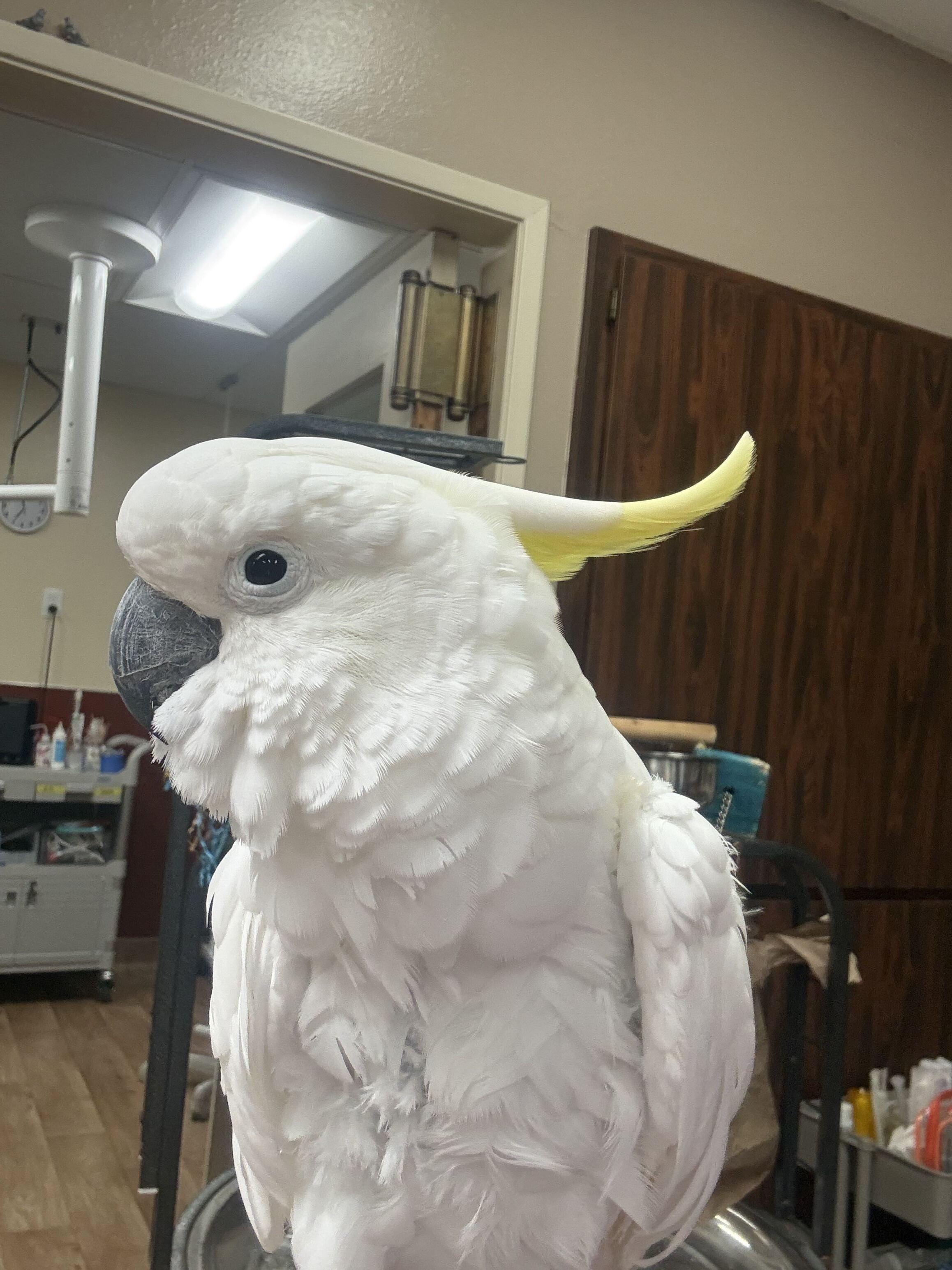 Gossamer, Adoptable, Adult Male Cockatoo.