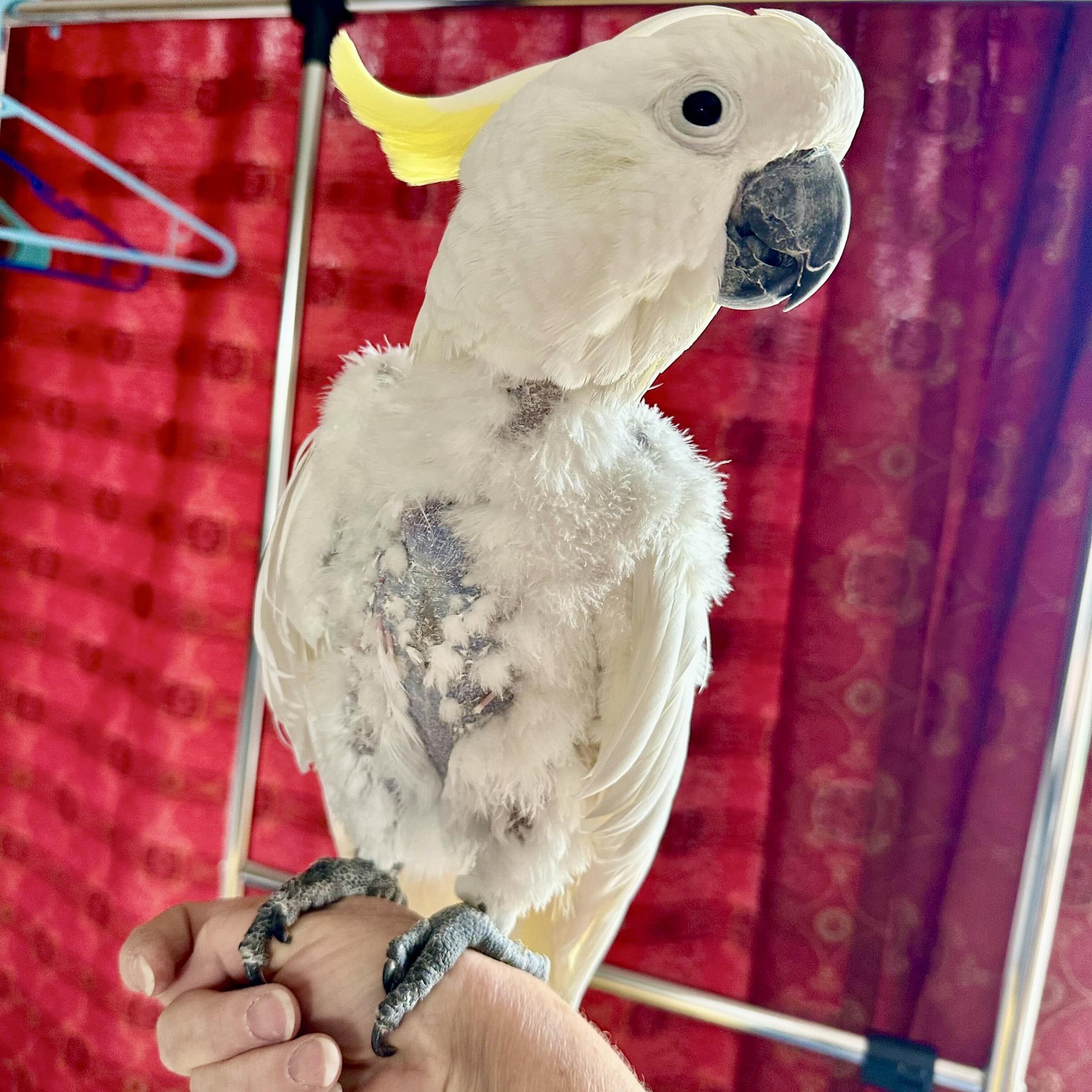 Enlarge Gossamer, a Adoptable Cockatoo in San Diego, CA image 4/5