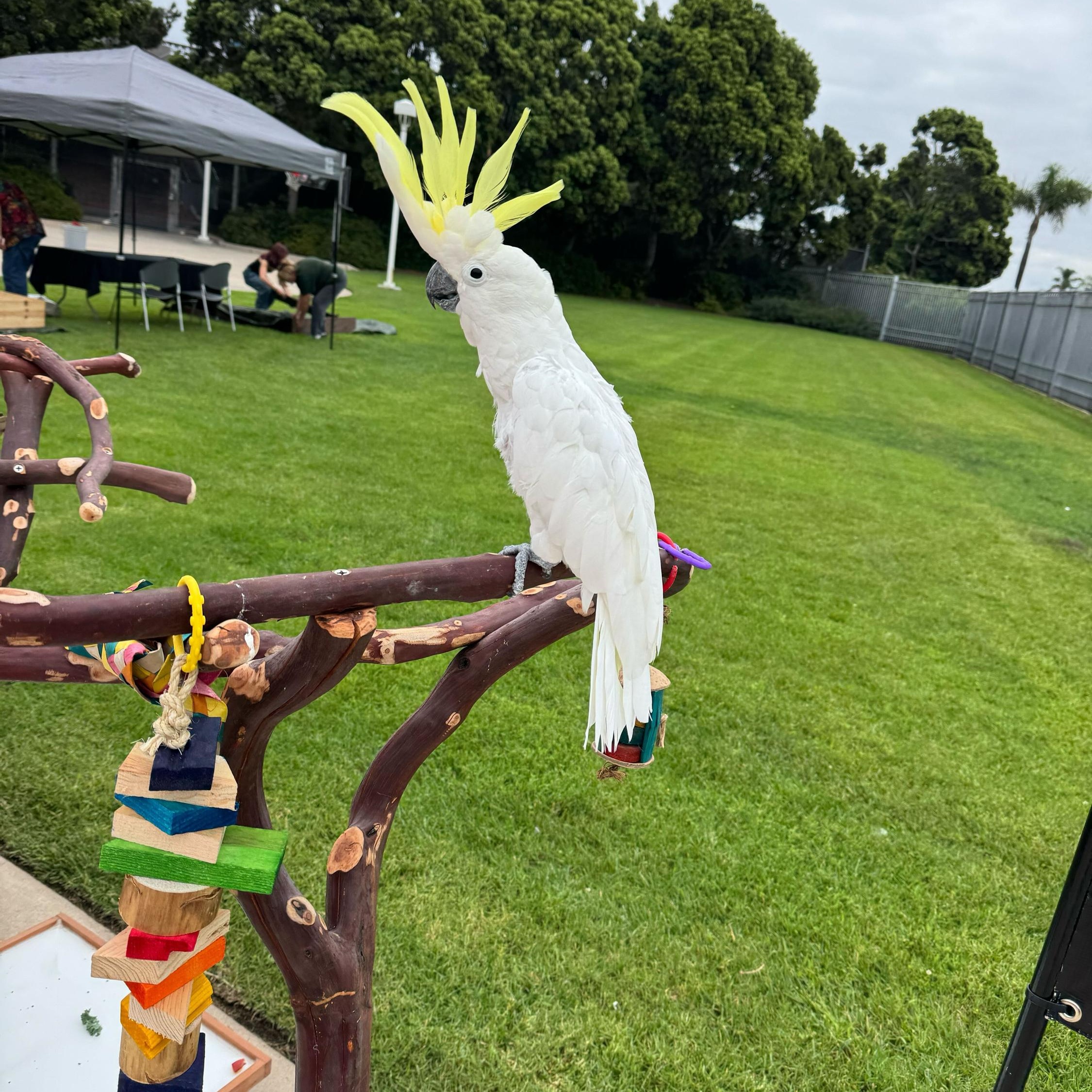 Enlarge Gossamer, a Adoptable Cockatoo in San Diego, CA image 1/5