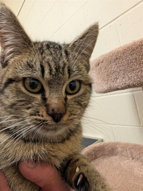 QUINN, Adoptable, Kitten Female Domestic Short Hair.