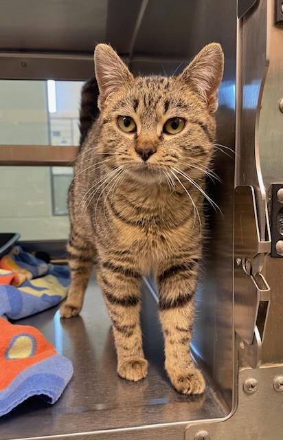 Enlarge QUINN, a Adoptable Domestic Short Hair in Lees Summit, MO image 1/1