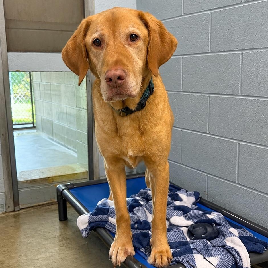 Daisy, Adoptable, Senior Female Labrador Retriever.