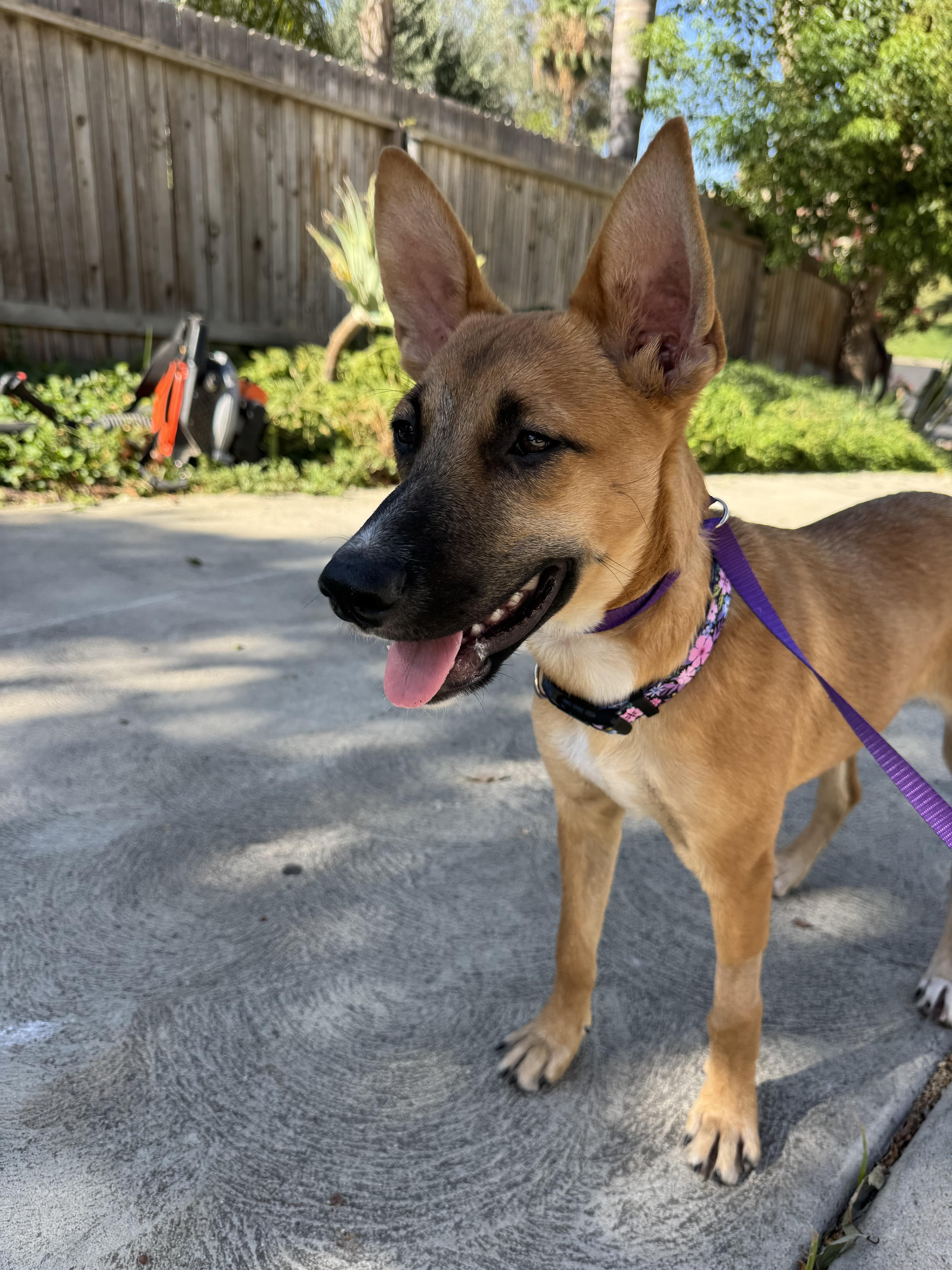 Dolce, Adoptable, Puppy Female Shepherd.