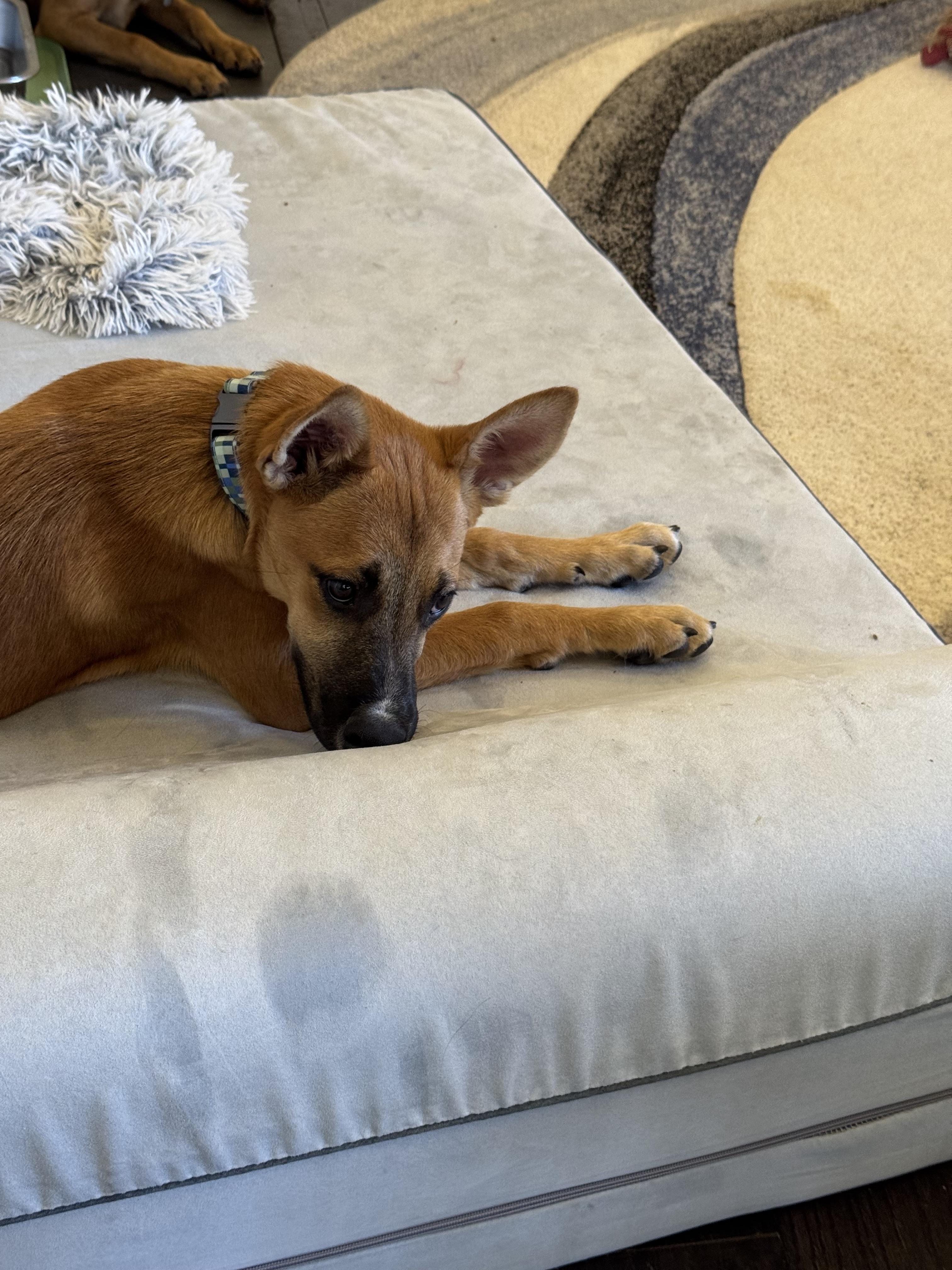 Enlarge Dolce, a Adoptable mixed breed in Bakersfield, CA image 2/6