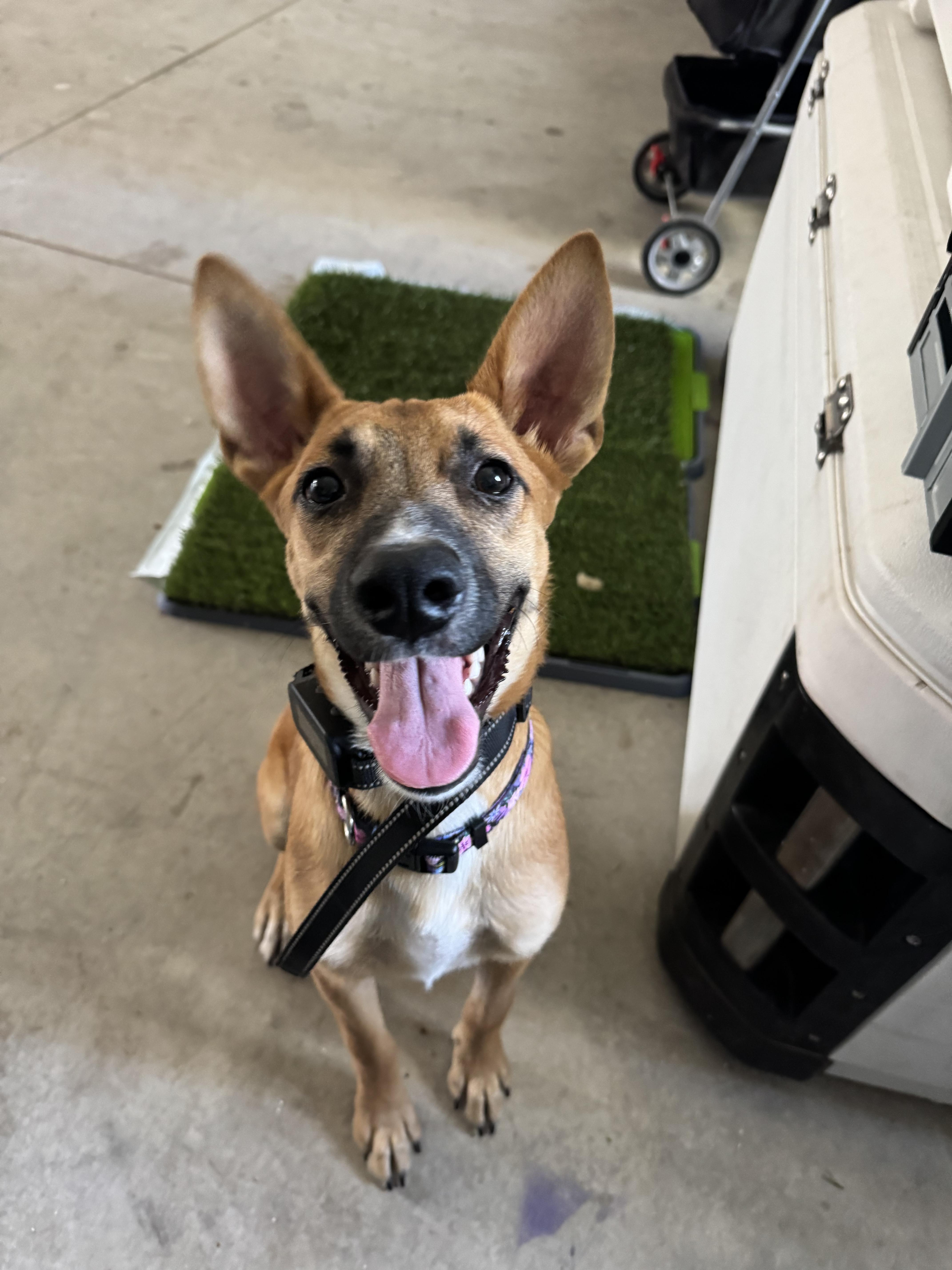 Enlarge Dolce, a Adoptable mixed breed in Bakersfield, CA image 3/6
