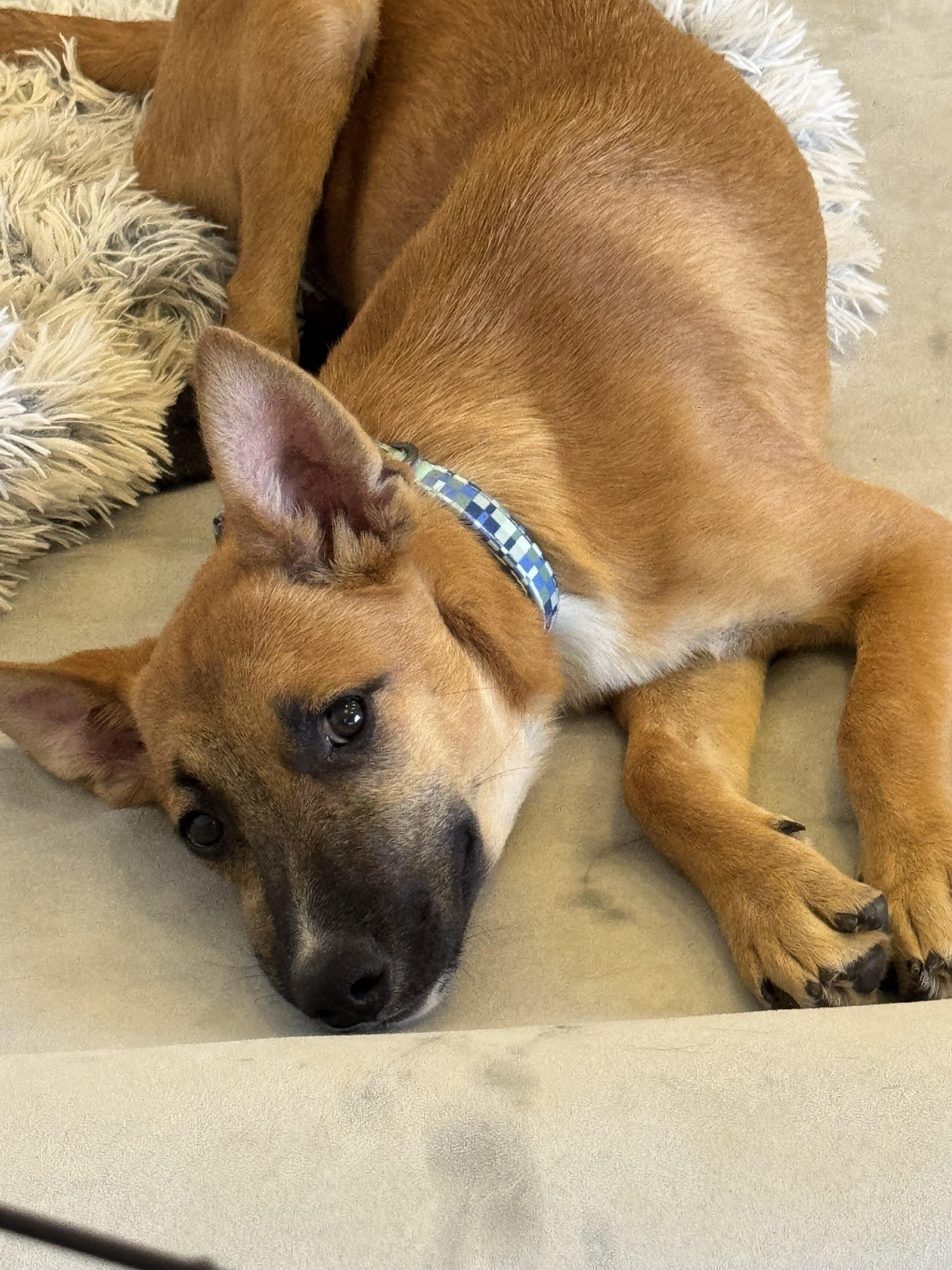 Enlarge Dolce, a Adoptable mixed breed in Bakersfield, CA image 4/6