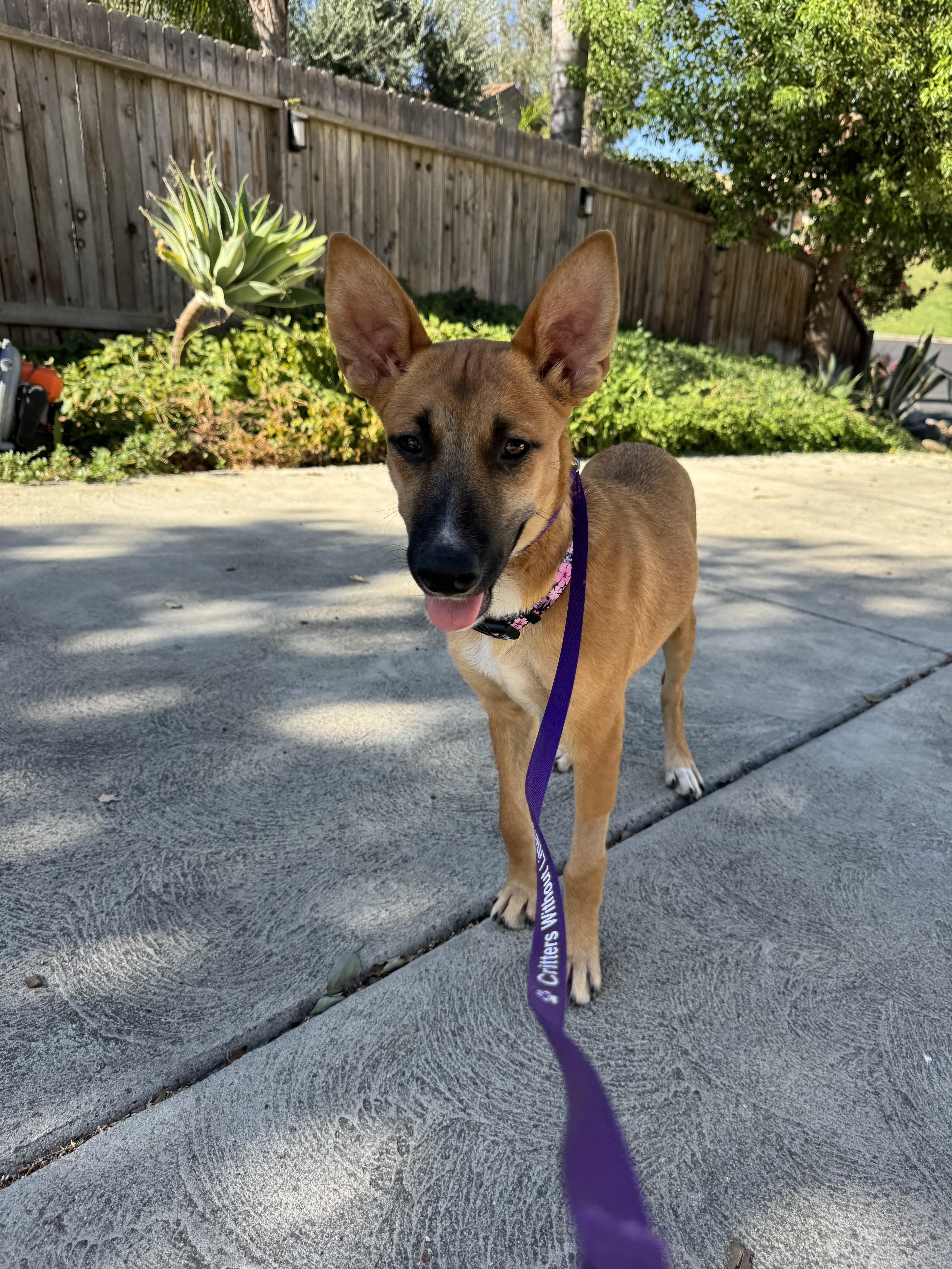 Enlarge Dolce, a Adoptable mixed breed in Bakersfield, CA image 5/6