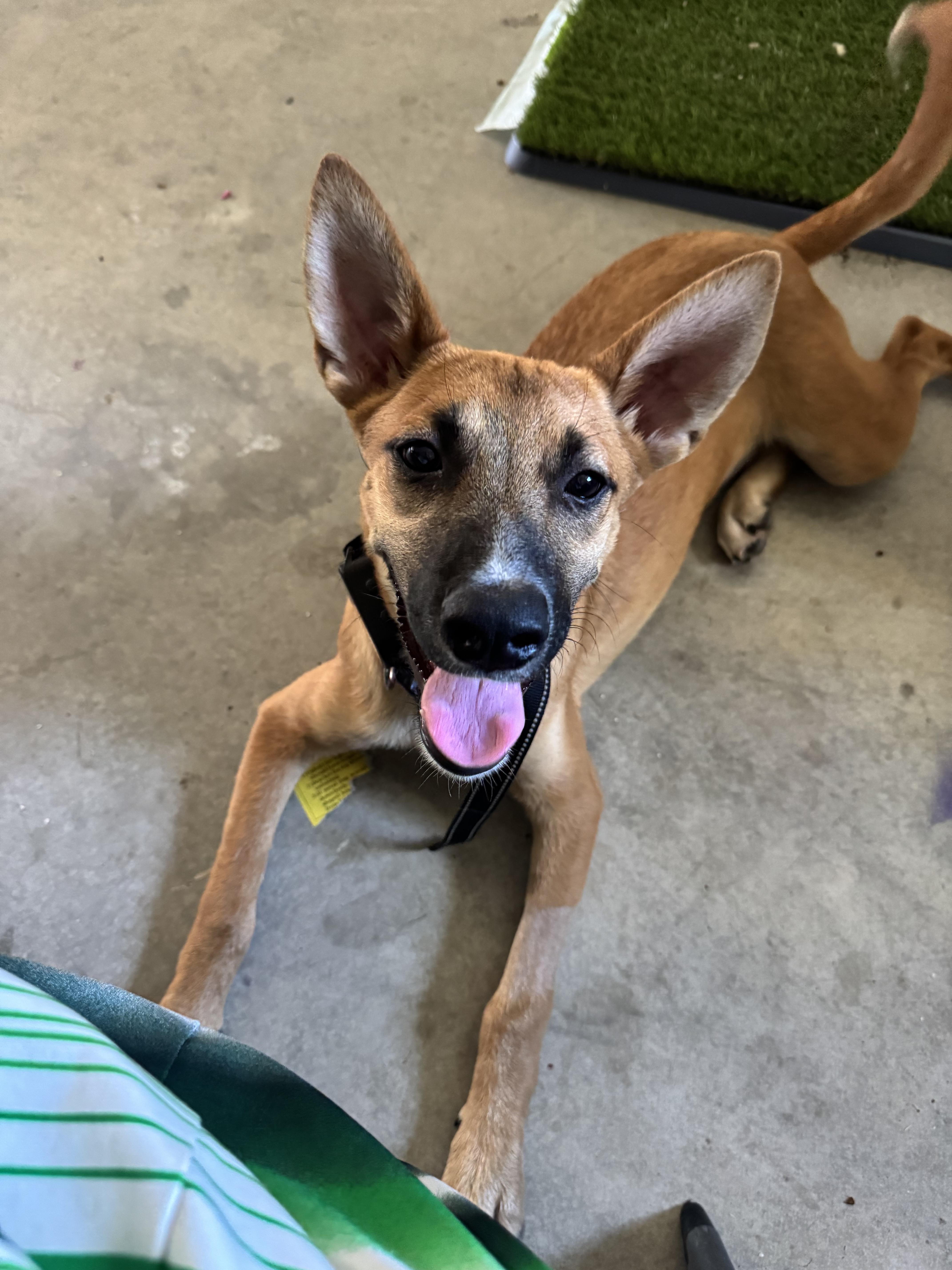Enlarge Dolce, a Adoptable mixed breed in Bakersfield, CA image 6/6