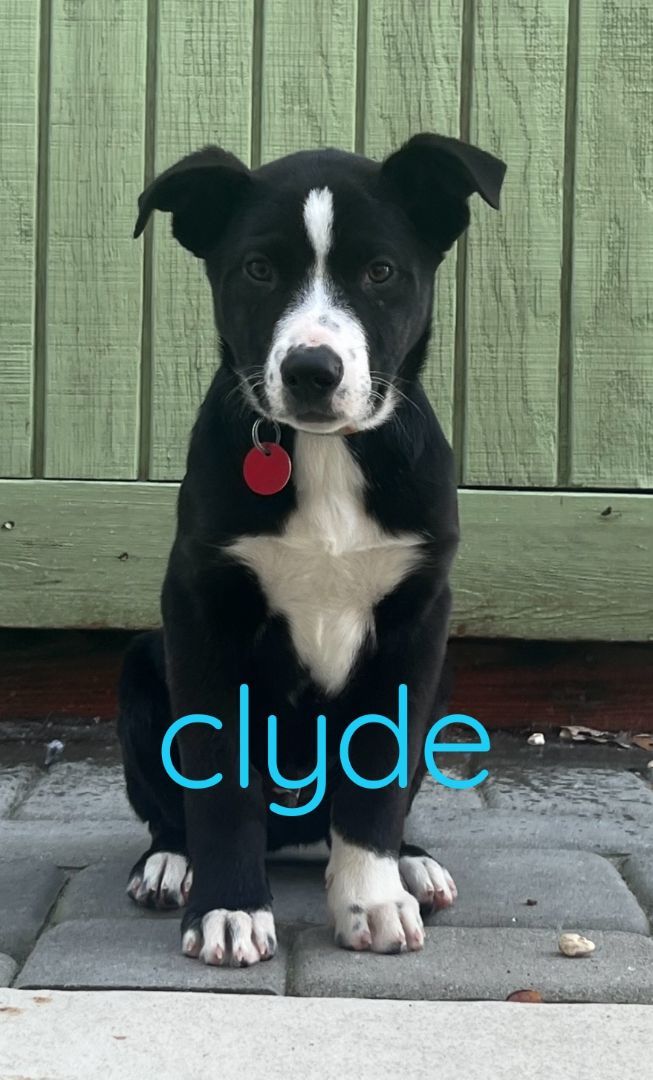 Clyde 2
