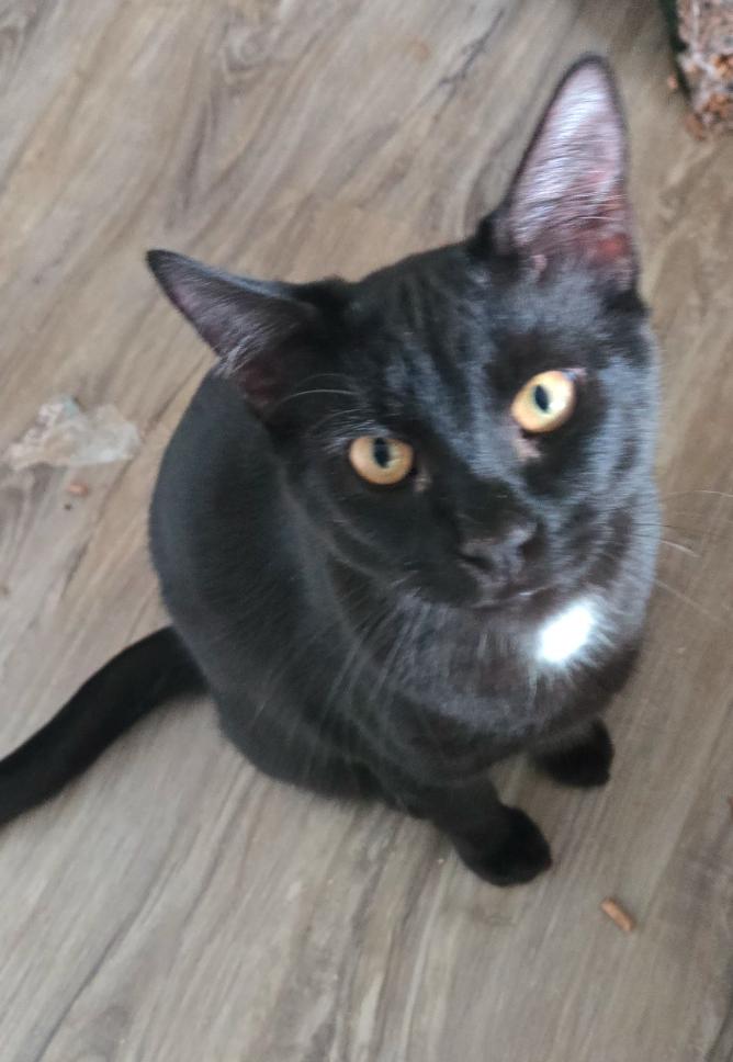 Teaspoon, an adoptable American Shorthair in Kennewick, WA, 99337 | Photo Image 3
