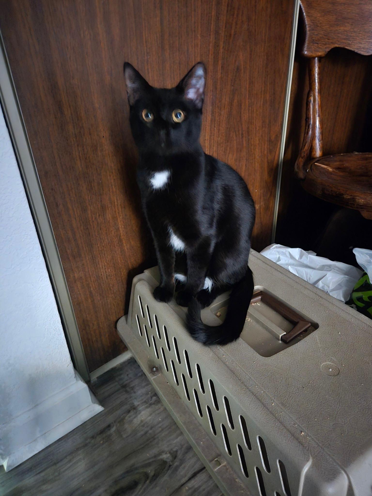Teaspoon, an adoptable American Shorthair in Kennewick, WA, 99337 | Photo Image 2