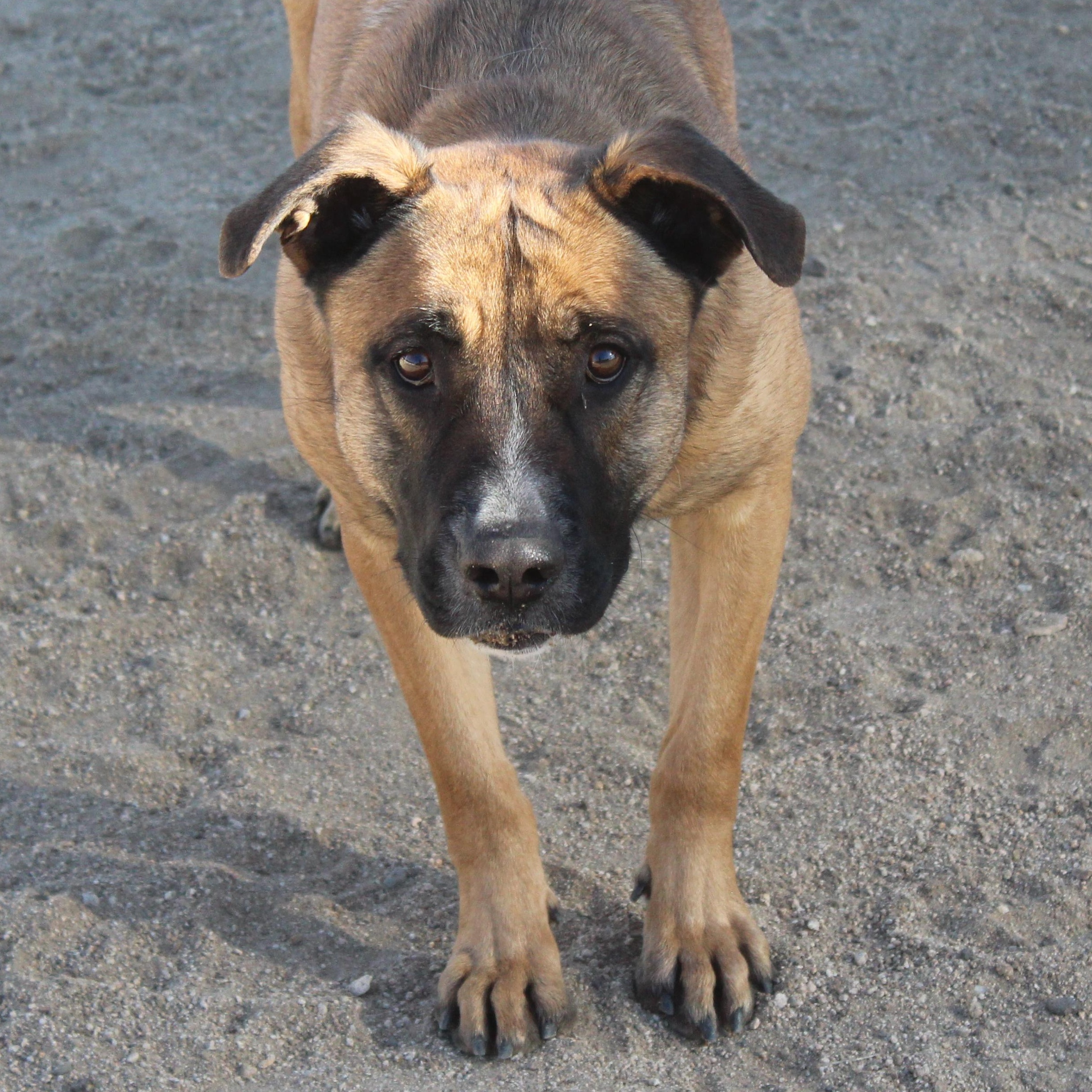 Enlarge Cleo , a Adoptable German Shepherd Dog in Yucca Valley, CA image 3/5