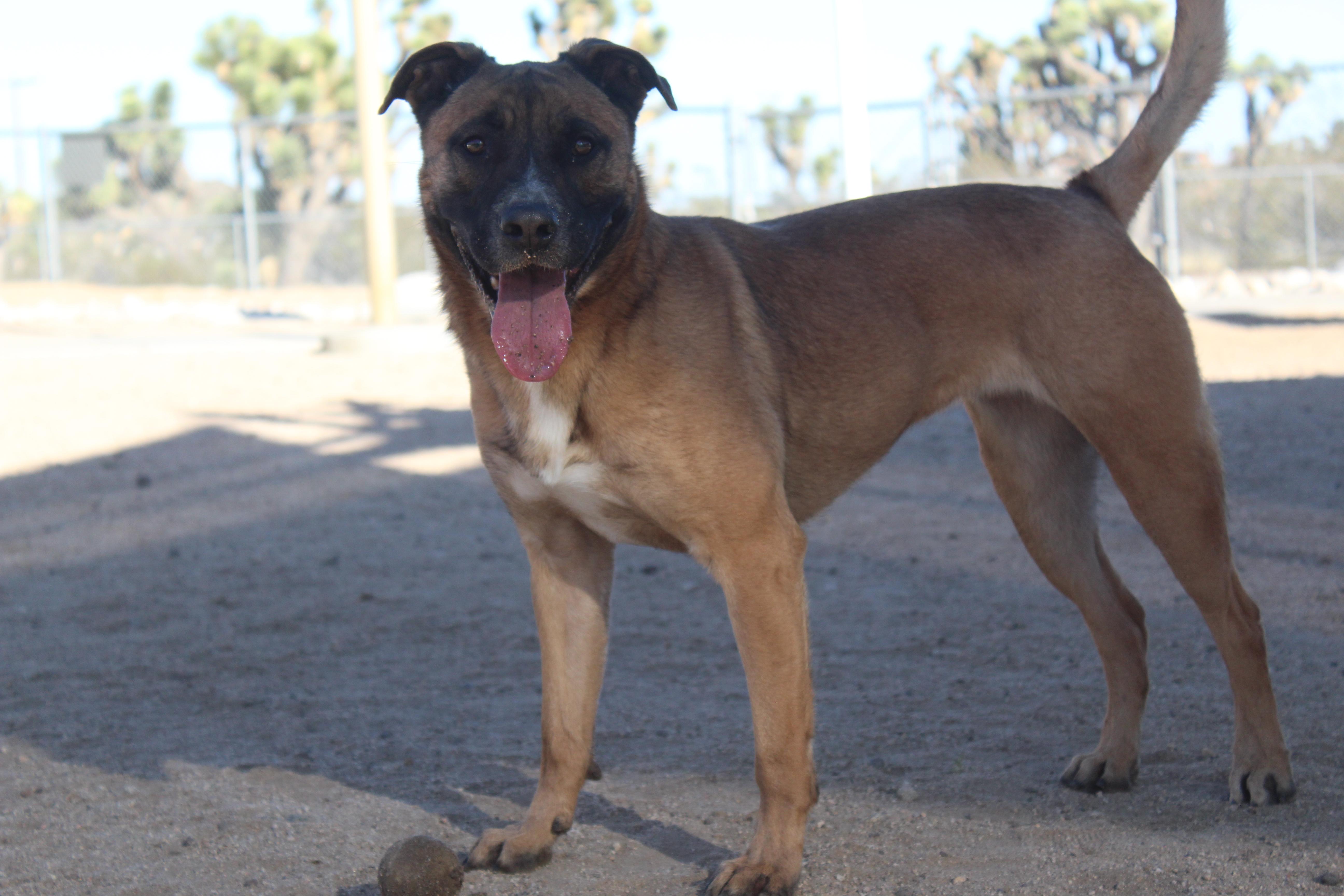 Enlarge Cleo , a Adoptable German Shepherd Dog in Yucca Valley, CA image 4/5