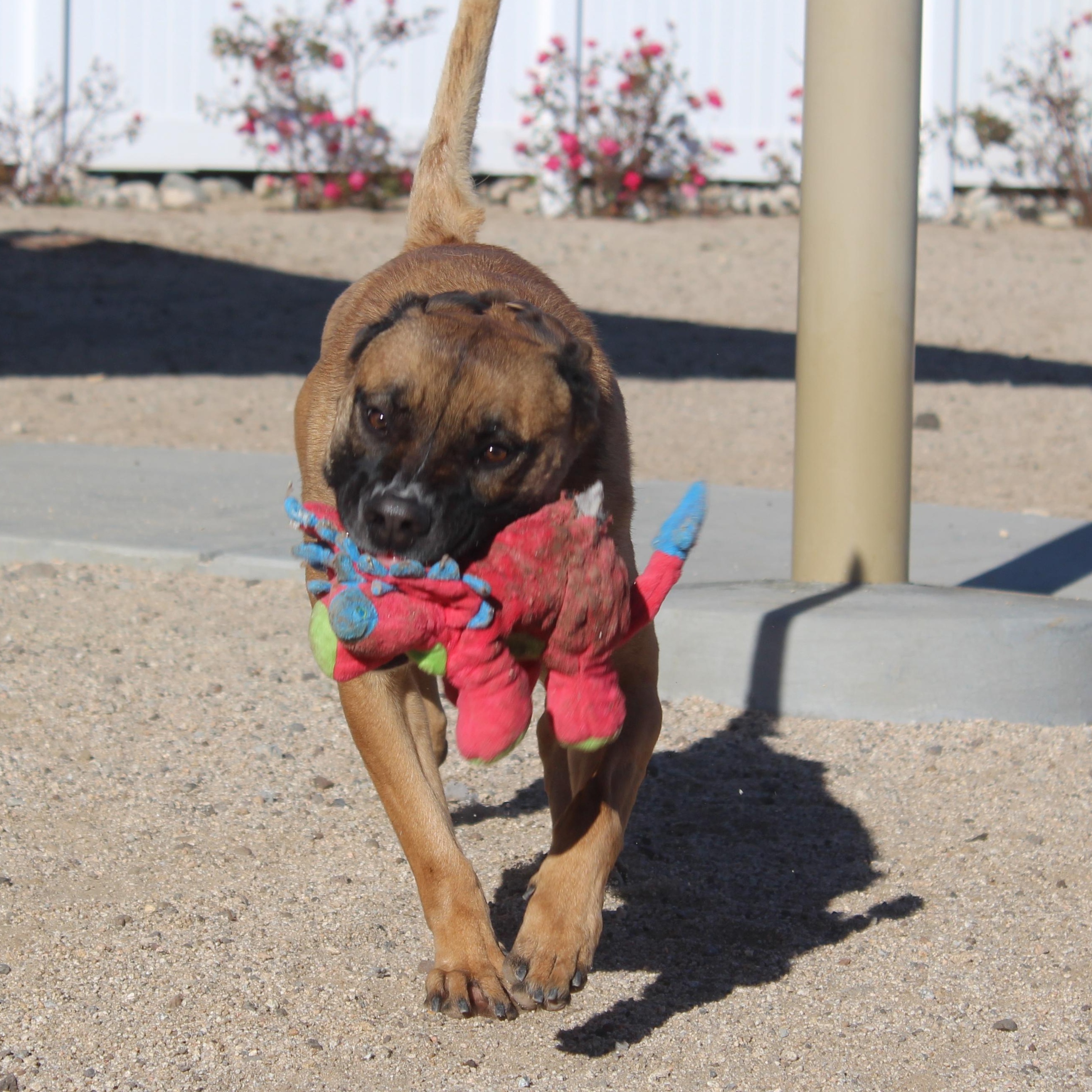 Enlarge Cleo , a Adoptable German Shepherd Dog in Yucca Valley, CA image 2/5