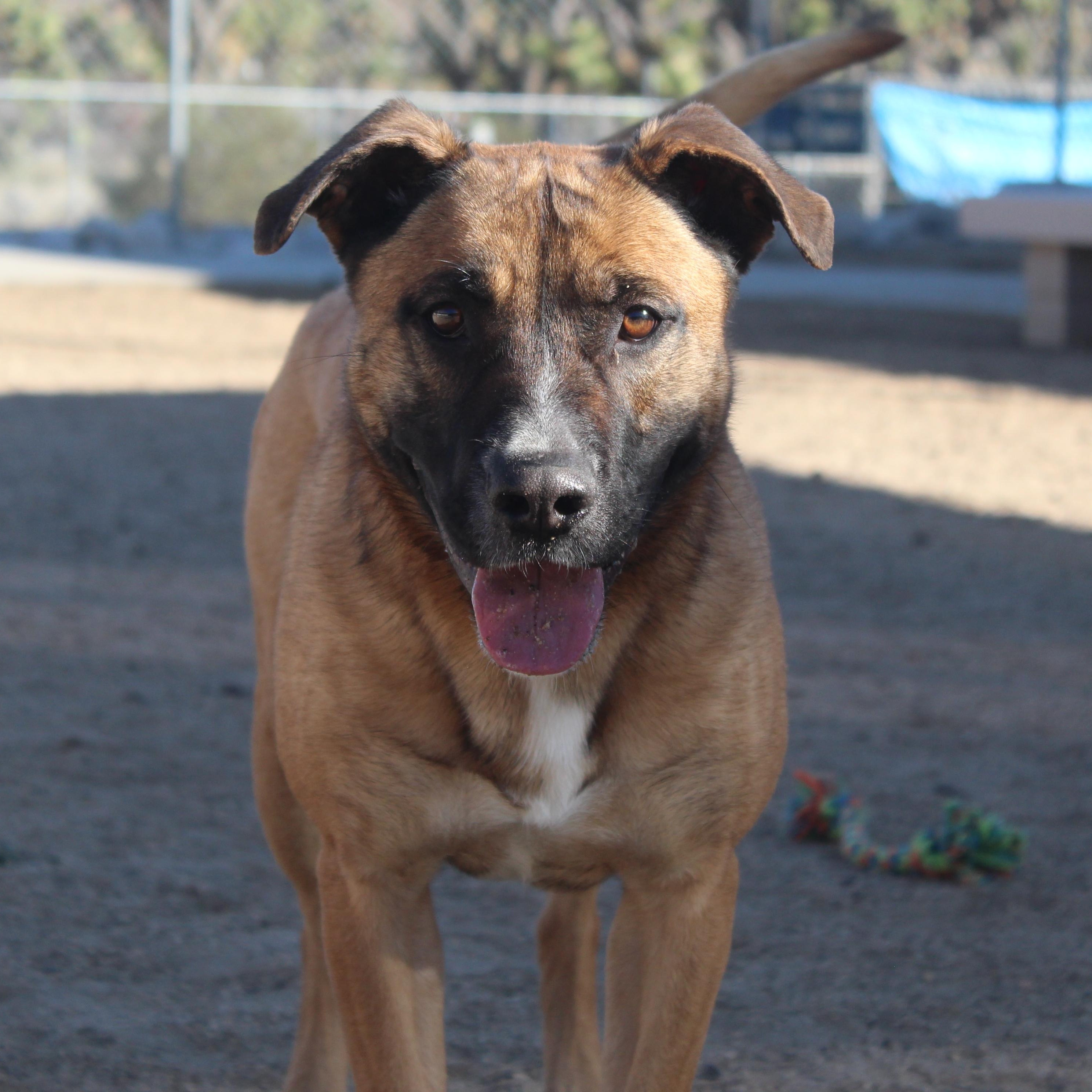 Enlarge Cleo , a Adoptable German Shepherd Dog in Yucca Valley, CA image 1/5