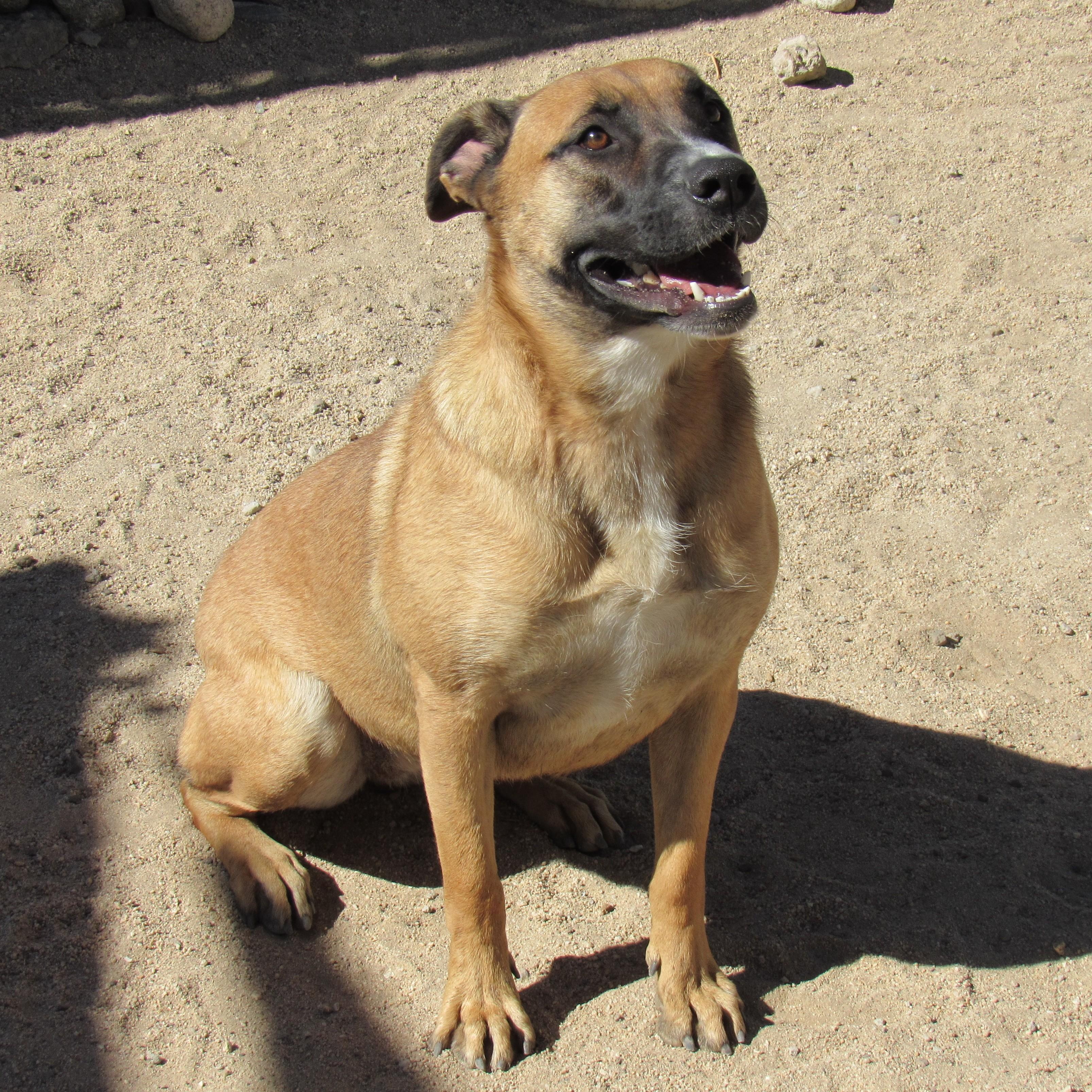 Enlarge Cleo , a Adoptable German Shepherd Dog in Yucca Valley, CA image 2/3
