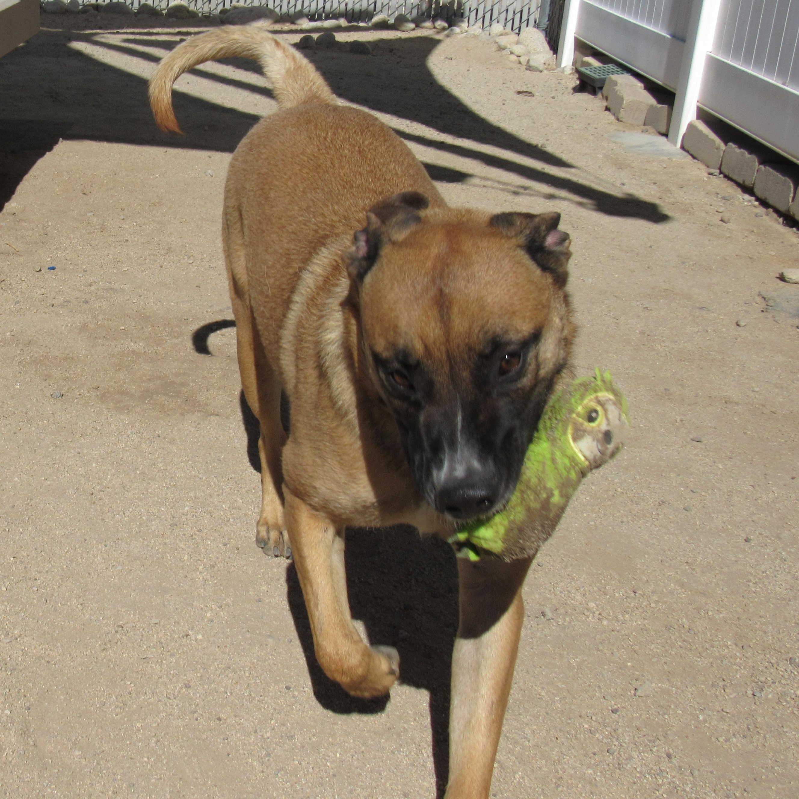 Cleo - 072325S3, Adoptable, Young Female German Shepherd Dog.