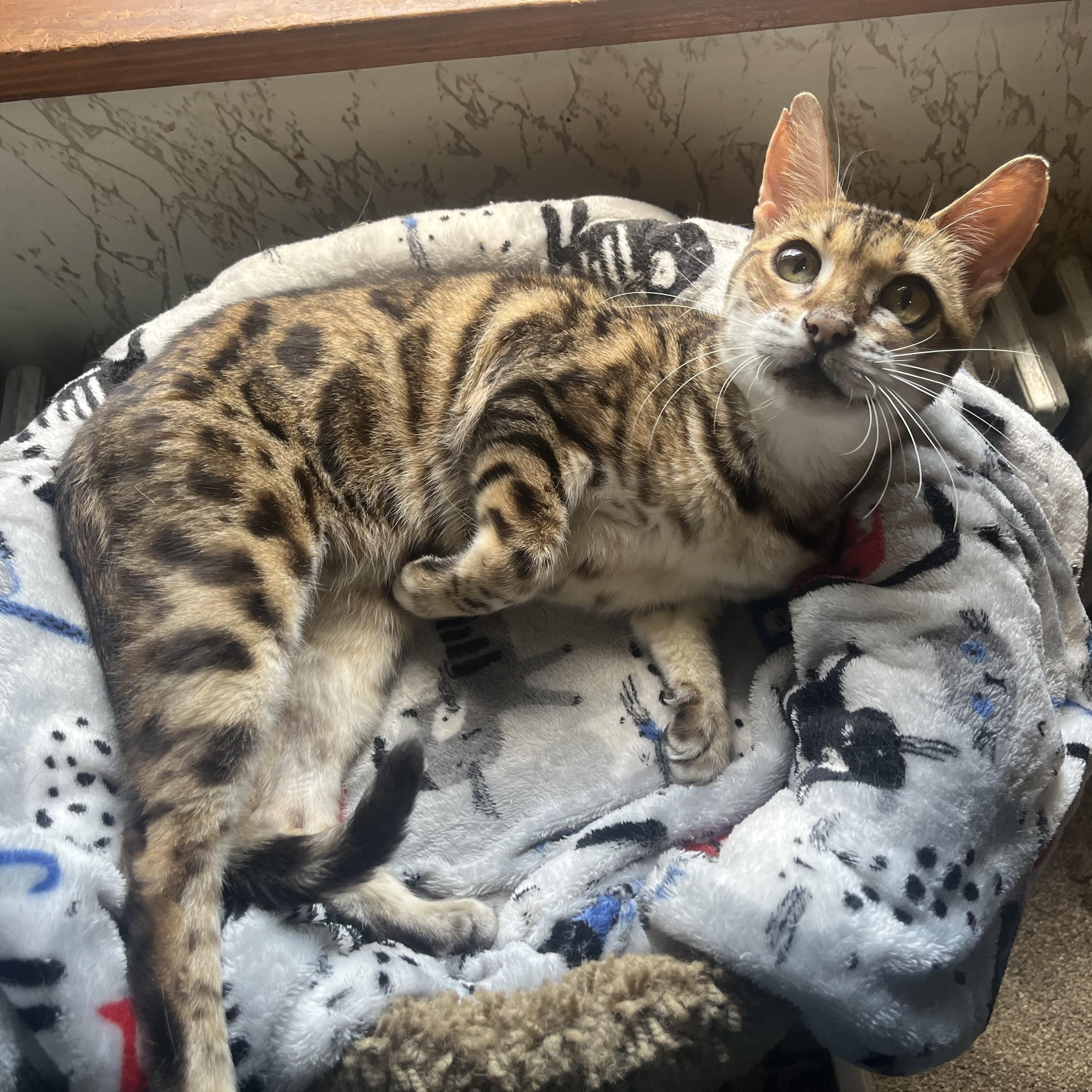 Lucy, Adoptable, Senior Female Bengal.