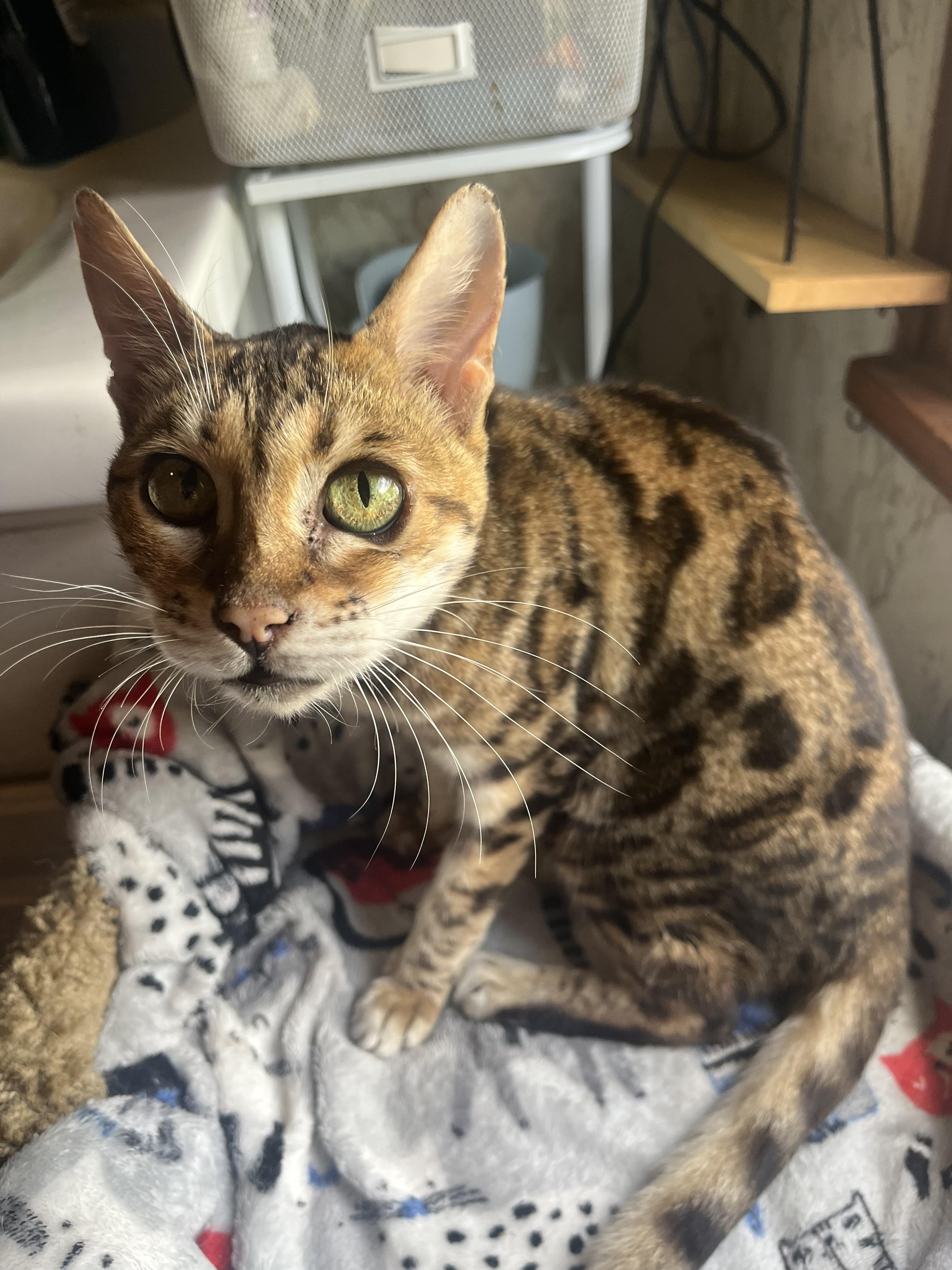 Lucy, a Adoptable Bengal in Lewistown, PA image 2/3