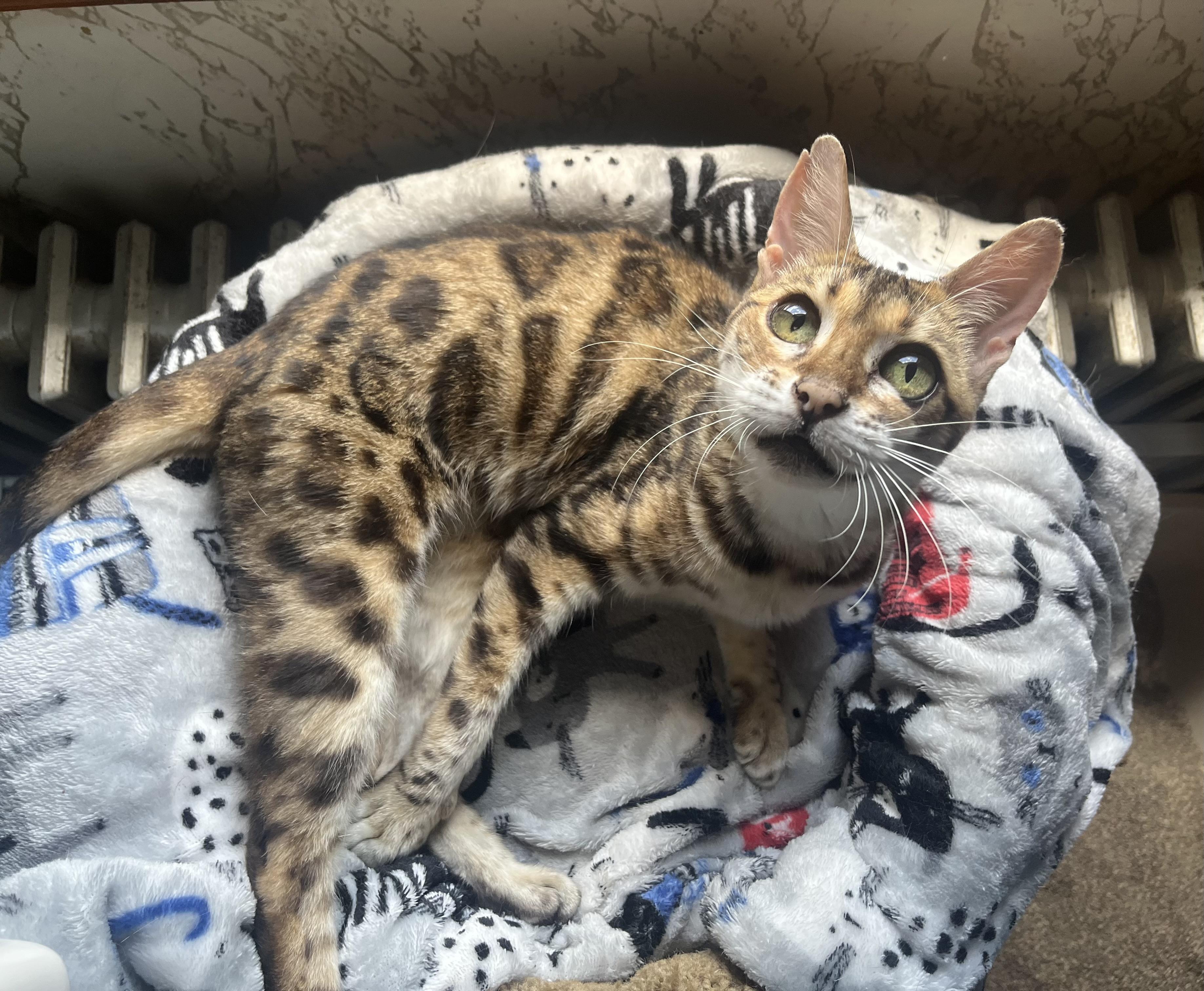 Lucy, a Adoptable Bengal in Lewistown, PA image 3/3