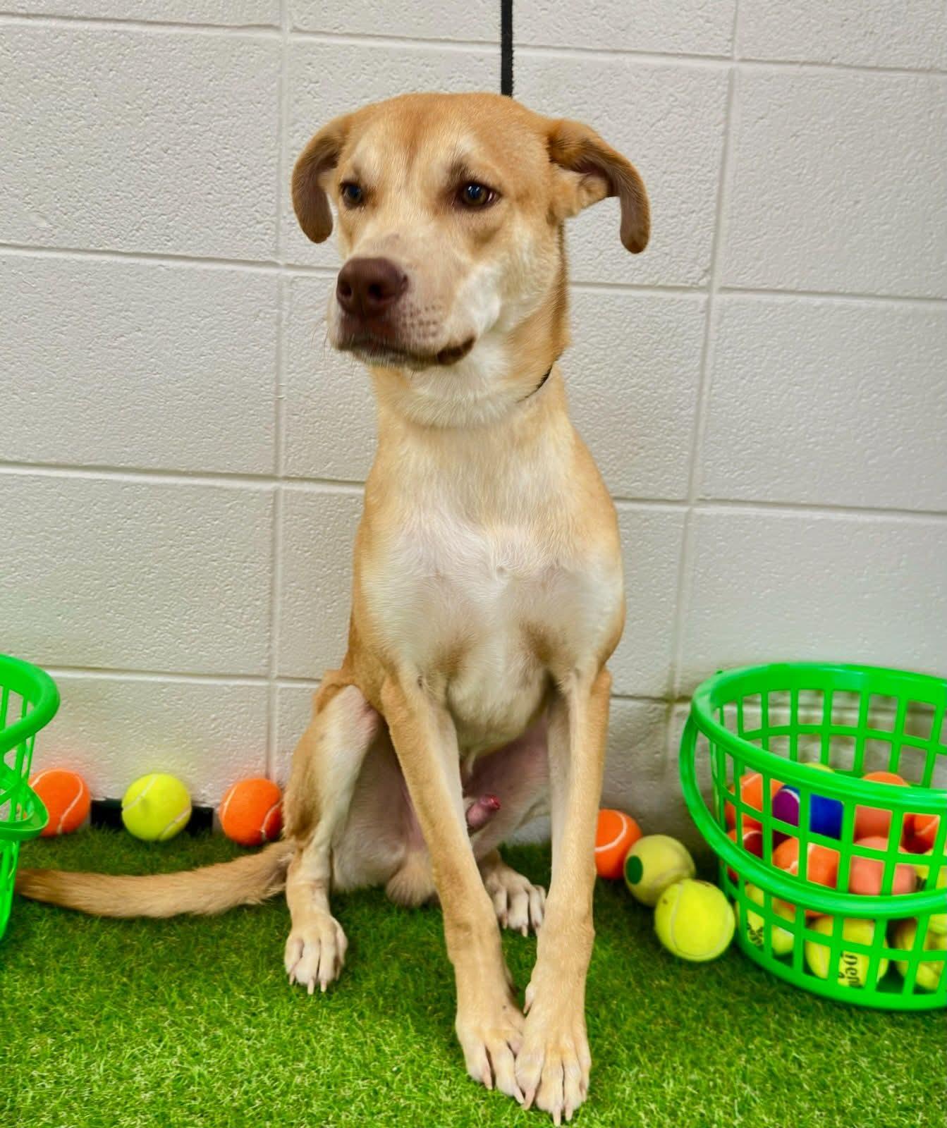 Enlarge Ryder, a ADOPTABLE mixed breed in Baker, LA image 1/4