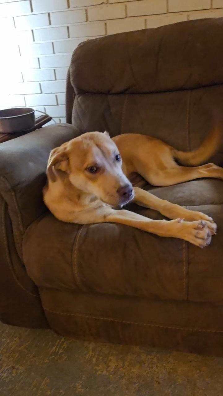 Enlarge Ryder, a ADOPTABLE mixed breed in Baker, LA image 4/4