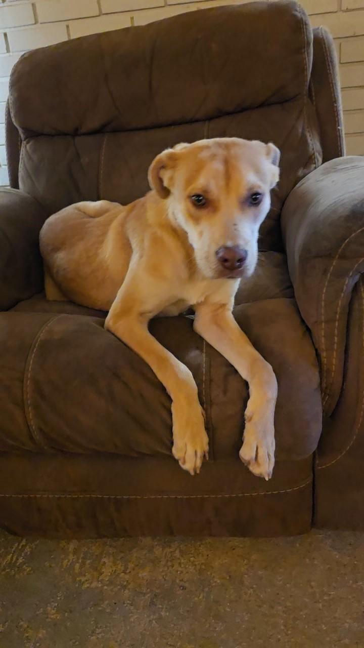 Enlarge Ryder, a ADOPTABLE mixed breed in Baker, LA image 2/4