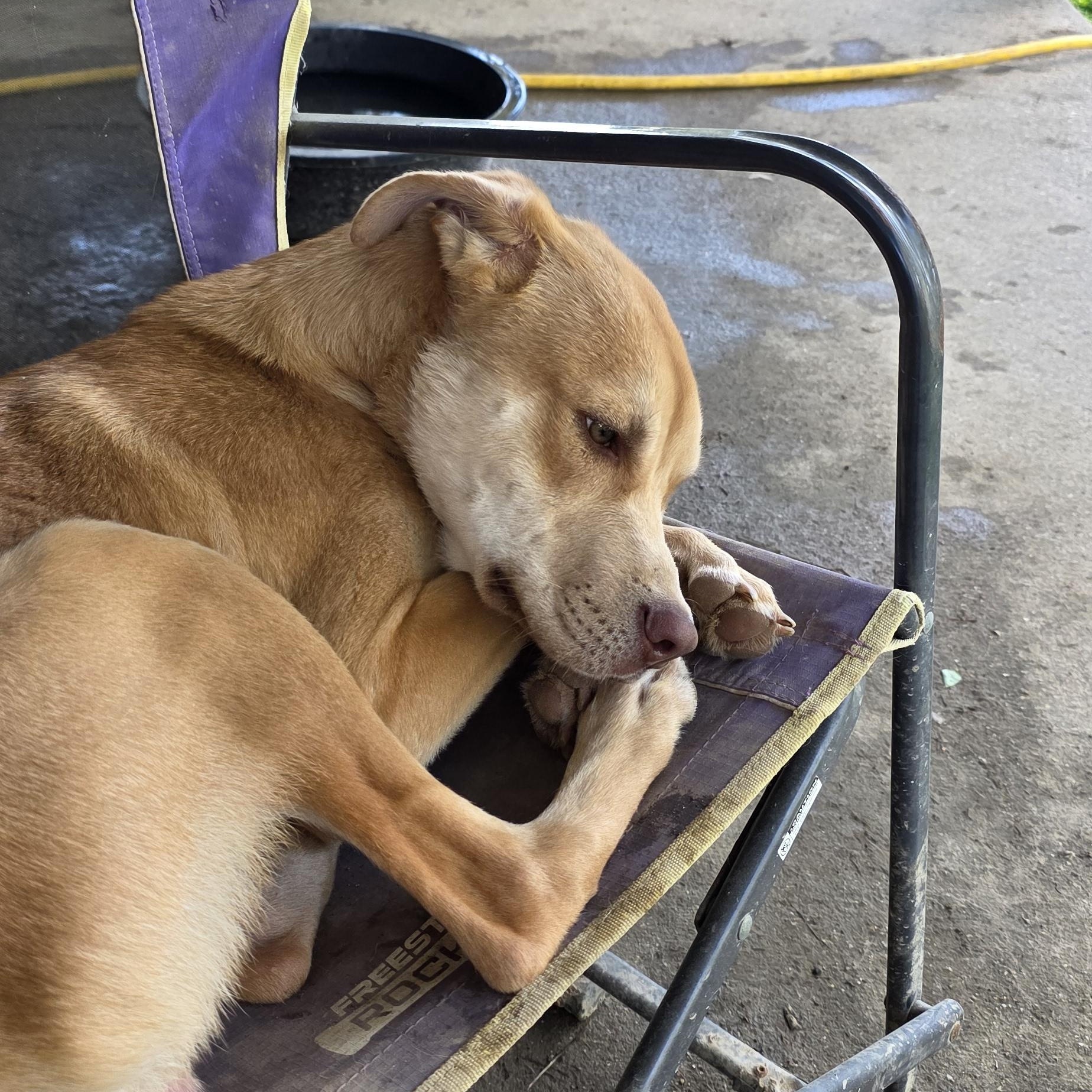 Enlarge Ryder, a ADOPTABLE mixed breed in Baker, LA image 3/4