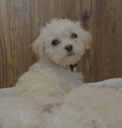 Enlarge Teeny, a Adoptable mixed breed in Southern Pines, NC image 1/3