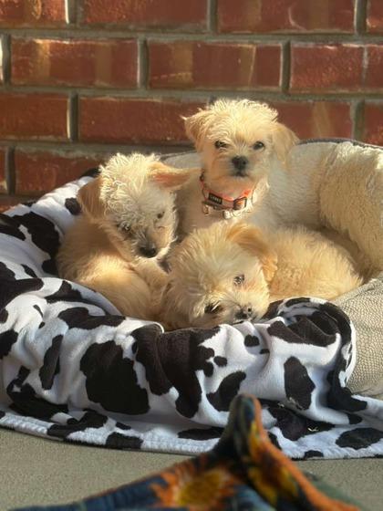 Enlarge Teeny, a Adoptable mixed breed in Southern Pines, NC image 3/3