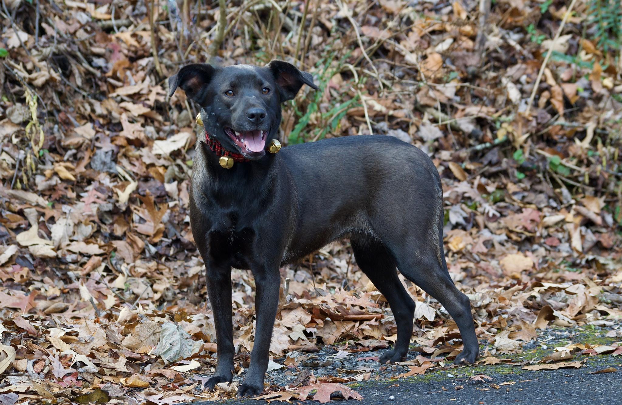 Enlarge Holly Berry, a Adoptable Black Labrador Retriever in Sevierville, TN image 3/4