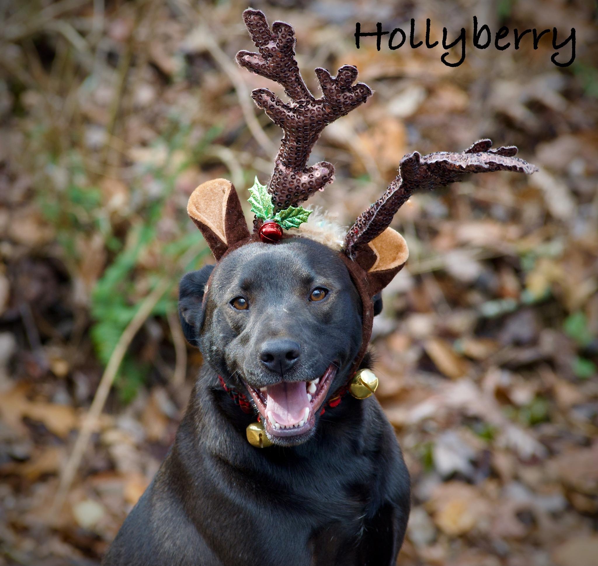 Enlarge Holly Berry, a Adoptable Black Labrador Retriever in Sevierville, TN image 4/4