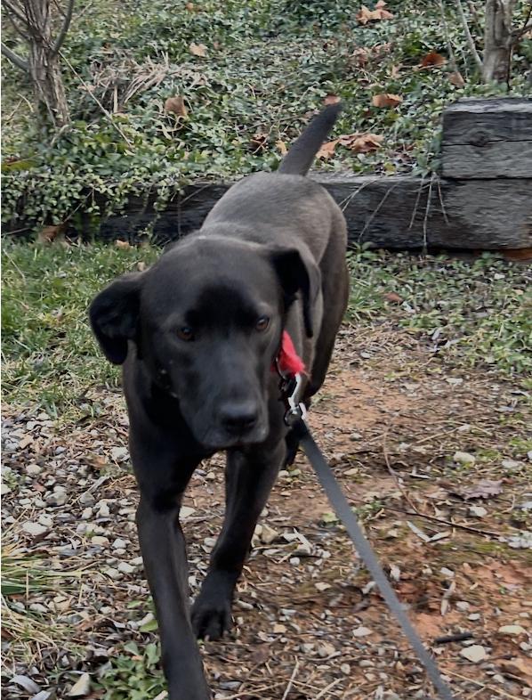 Enlarge Holly Berry, a Adoptable Black Labrador Retriever in Sevierville, TN image 1/4