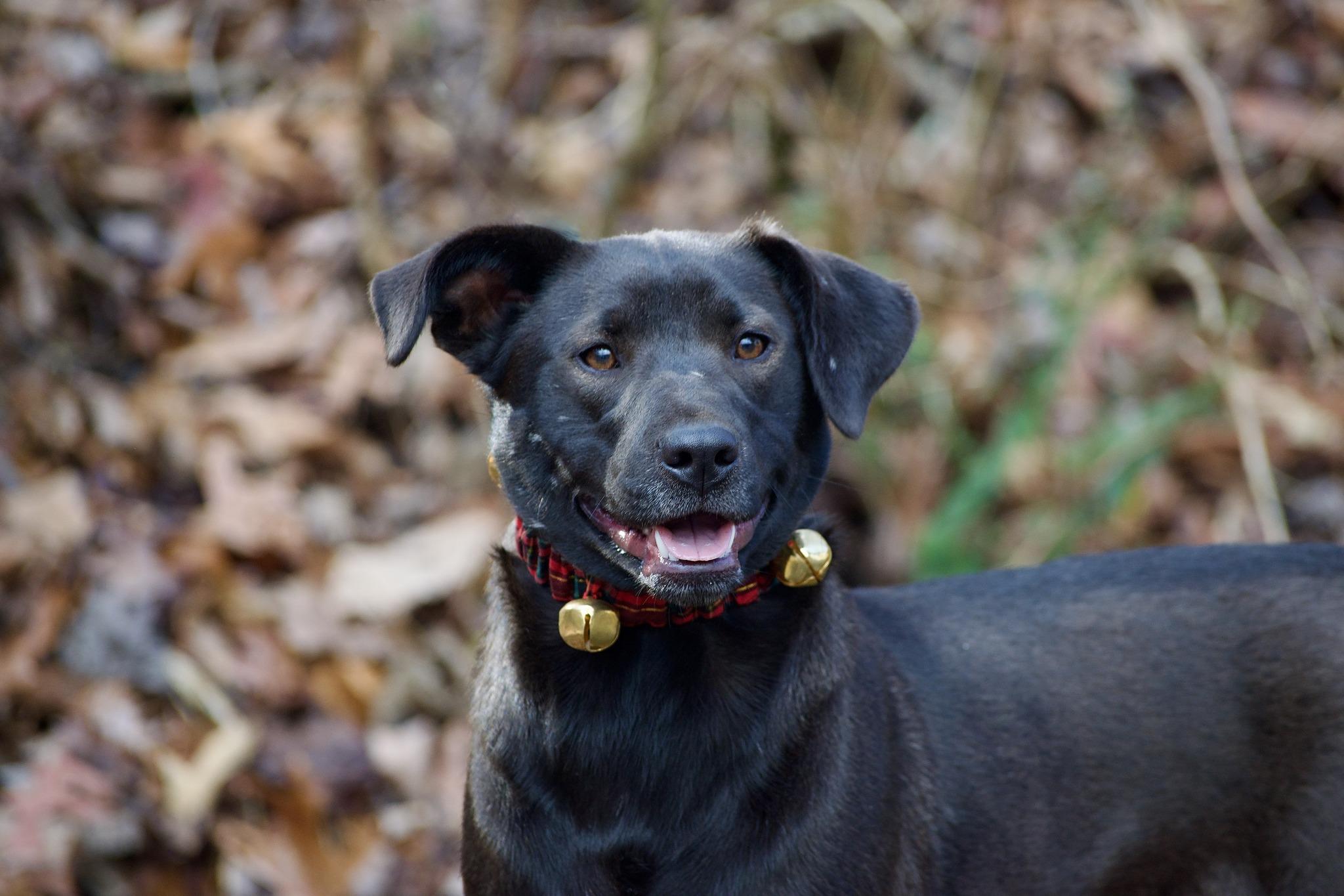 Holly Berry, Adoptable, Young Female Black Labrador Retriever.