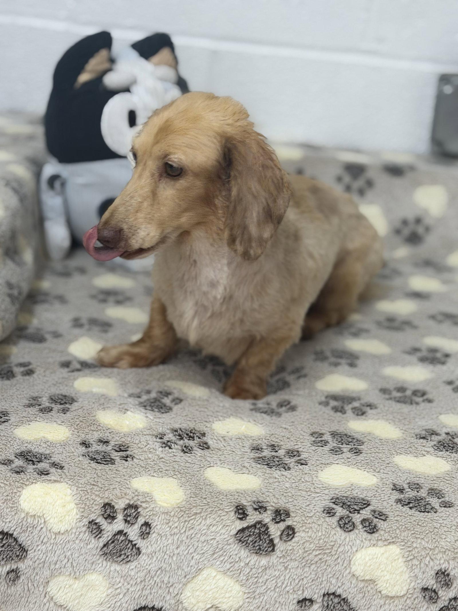 Frankie, Adoptable, Senior Female Dachshund.