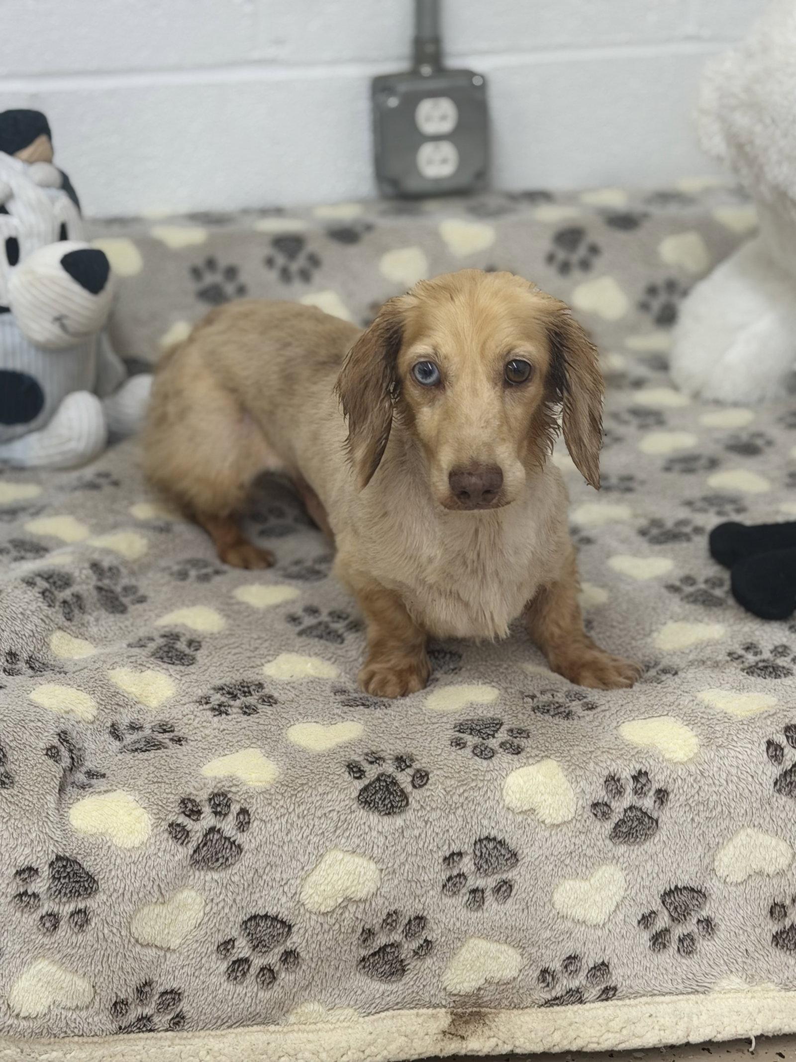 Enlarge Frankie, a Adoptable Dachshund in York, SC image 2/3