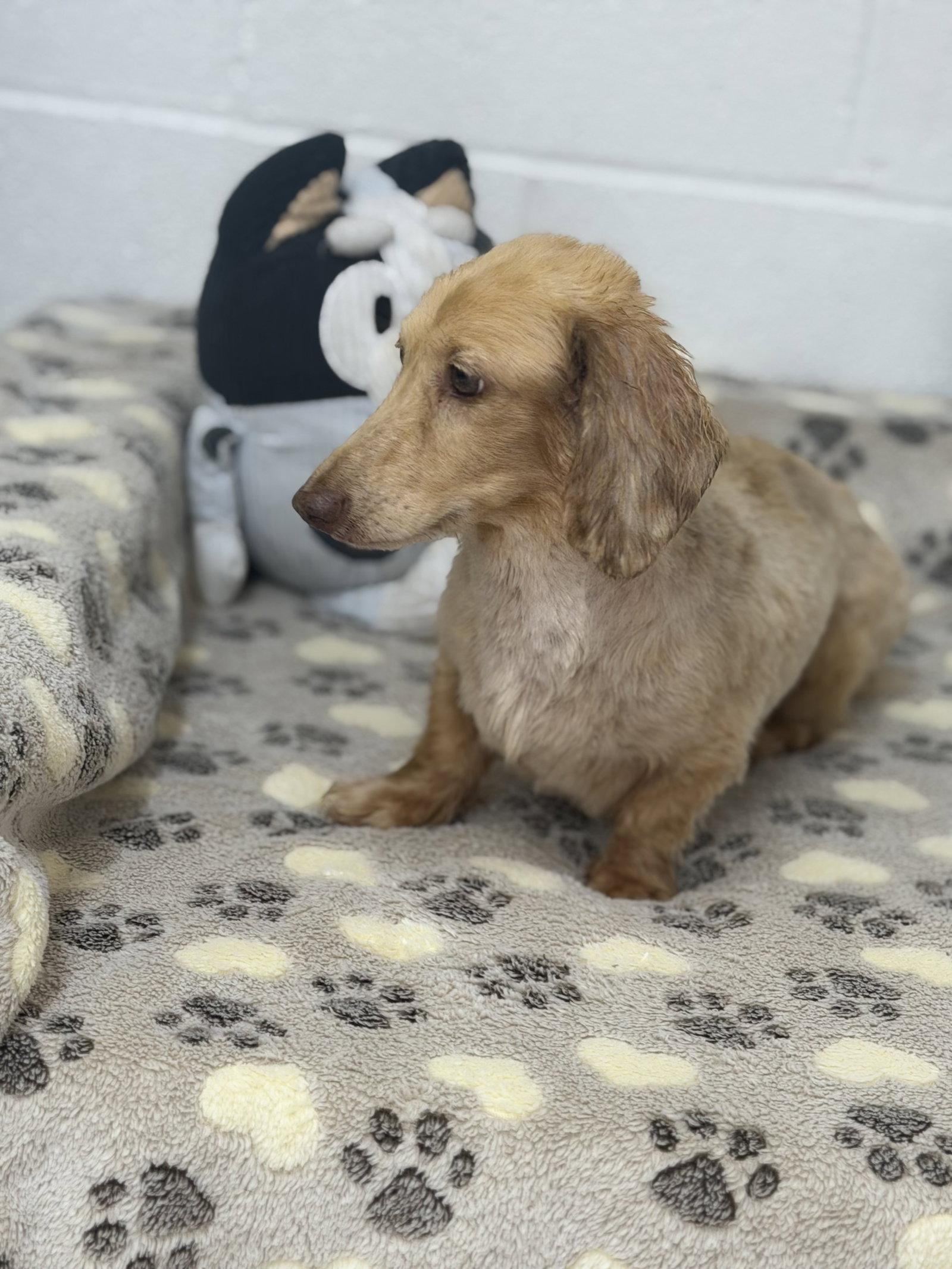 Enlarge Frankie, a Adoptable Dachshund in York, SC image 3/3