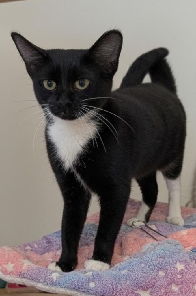 Enlarge Catniss, a Adoptable mixed breed in Fort Myers, FL image 1/1
