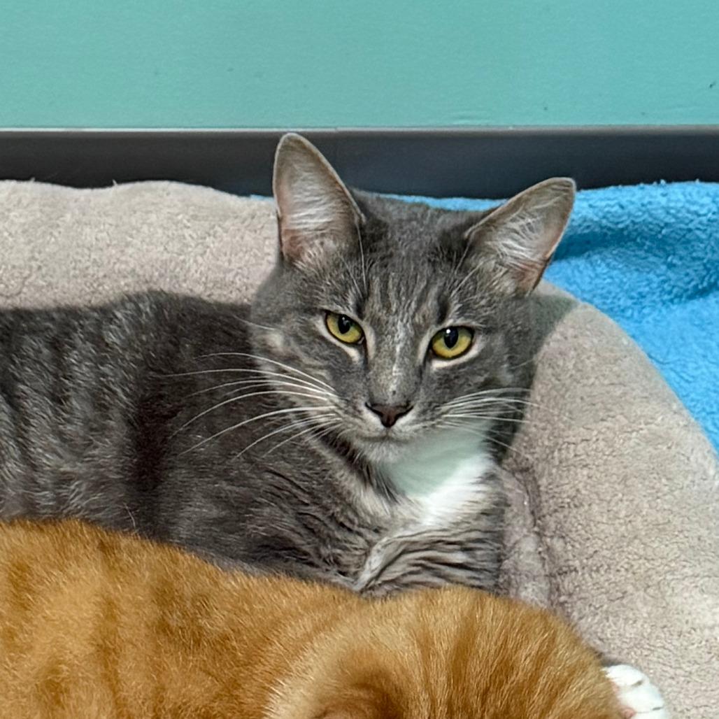 Nelly, Adoptable, Adult Female Domestic Short Hair.