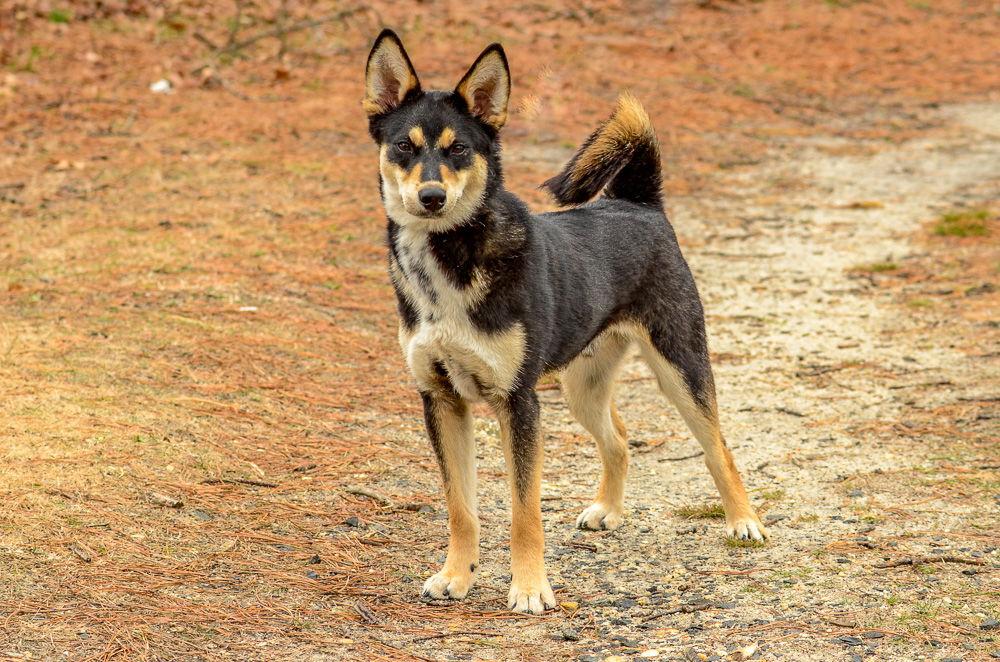 Enlarge Garland, a Adoptable Shiba Inu in Brick, NJ image 2/3