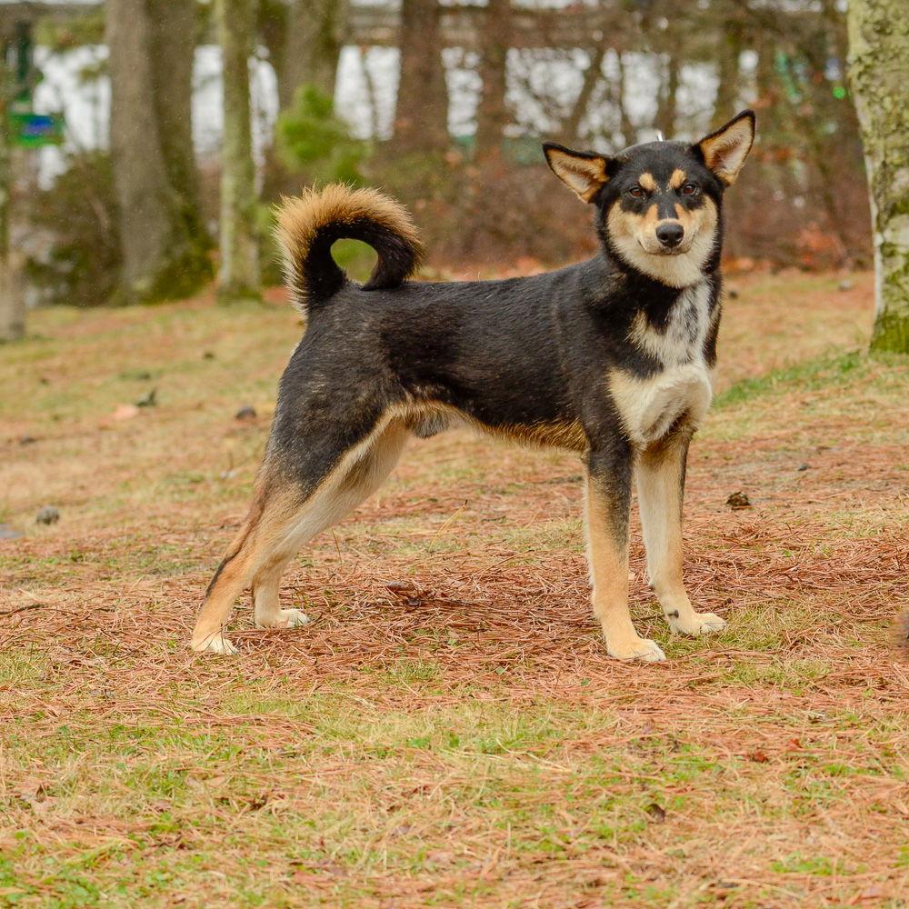 Enlarge Garland, a Adoptable Shiba Inu in Brick, NJ image 3/3