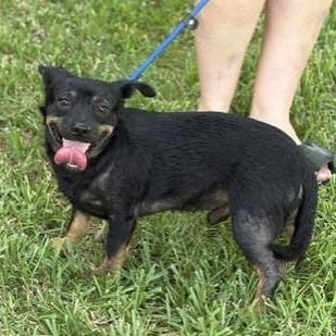Enlarge Miles, a Adoptable mixed breed in Brattleboro, VT image 5/6