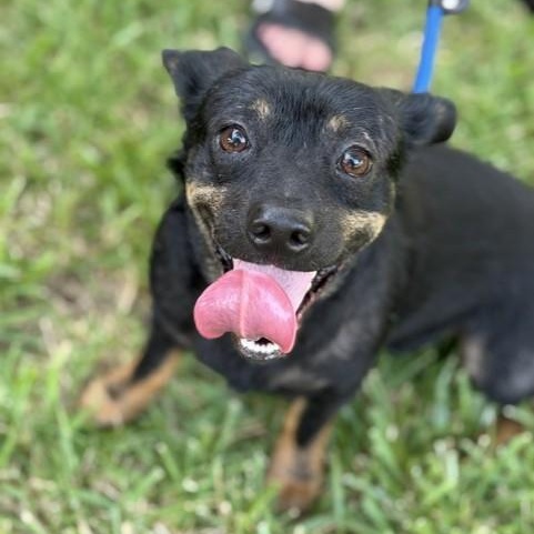 Miles, Adoptable, Adult Male Dachshund & Chihuahua.