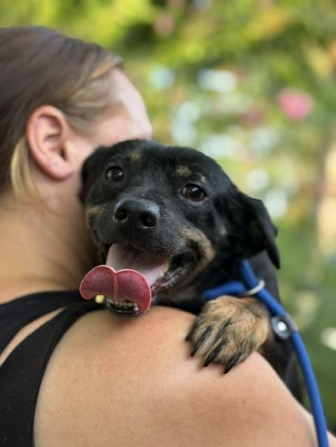 Enlarge Miles, a Adoptable mixed breed in Brattleboro, VT image 4/6