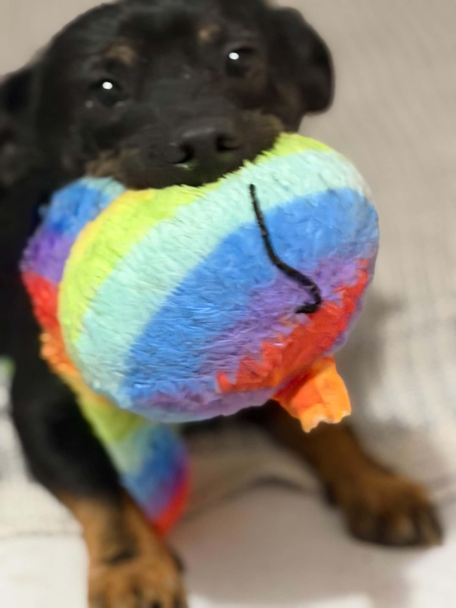 Enlarge Miles, a Adoptable mixed breed in Brattleboro, VT image 2/6