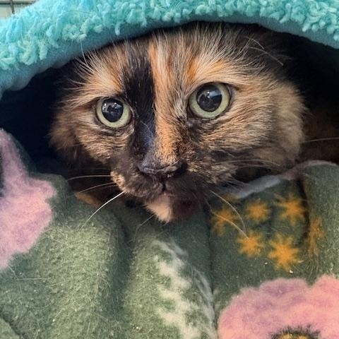 Enlarge Gretchen, a ADOPTABLE Domestic Long Hair in Grass Valley, CA image 1/1